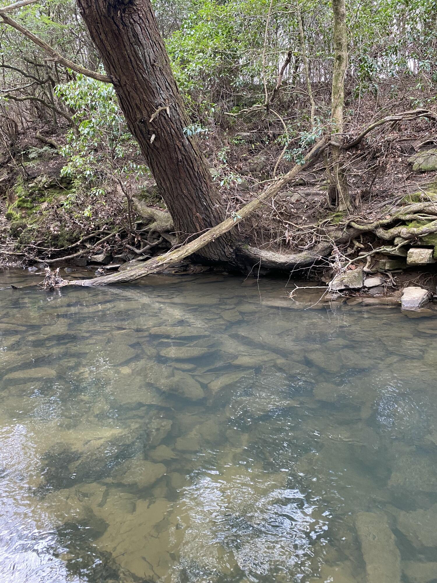 Lone Wolf Trail #4, Spencer, Tennessee image 7