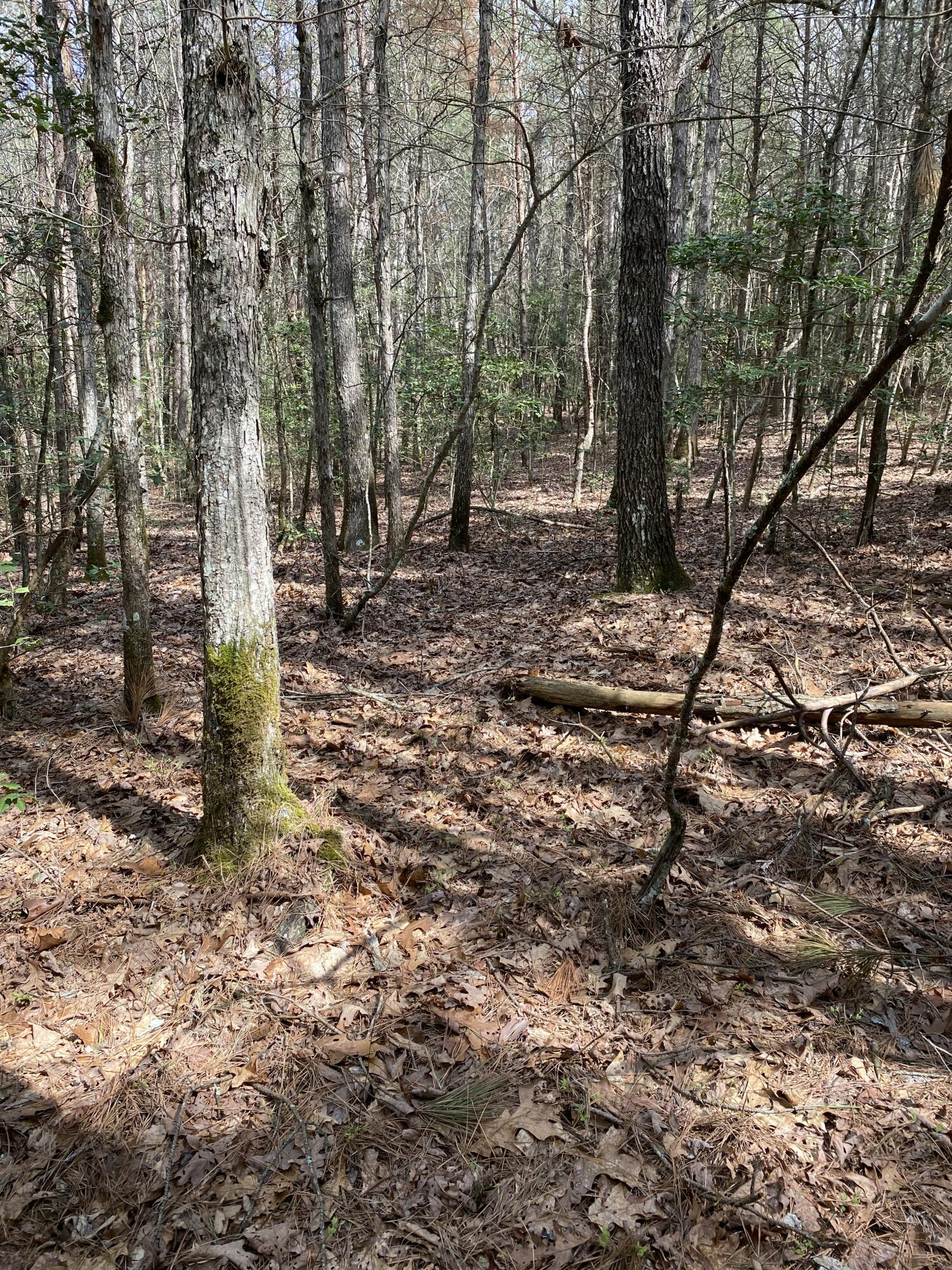 Lone Wolf Trail #4, Spencer, Tennessee image 22
