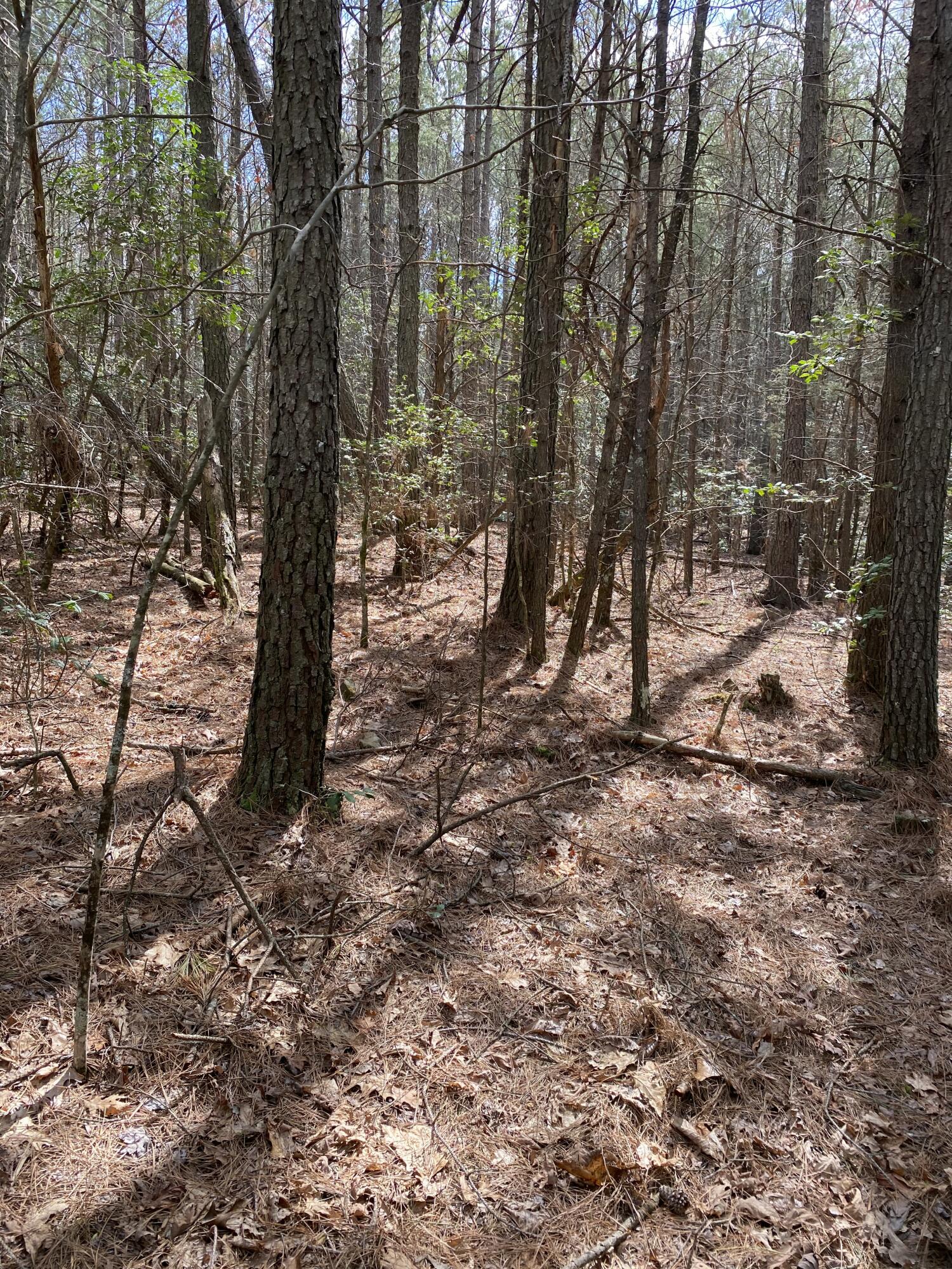 Lone Wolf Trail #4, Spencer, Tennessee image 23