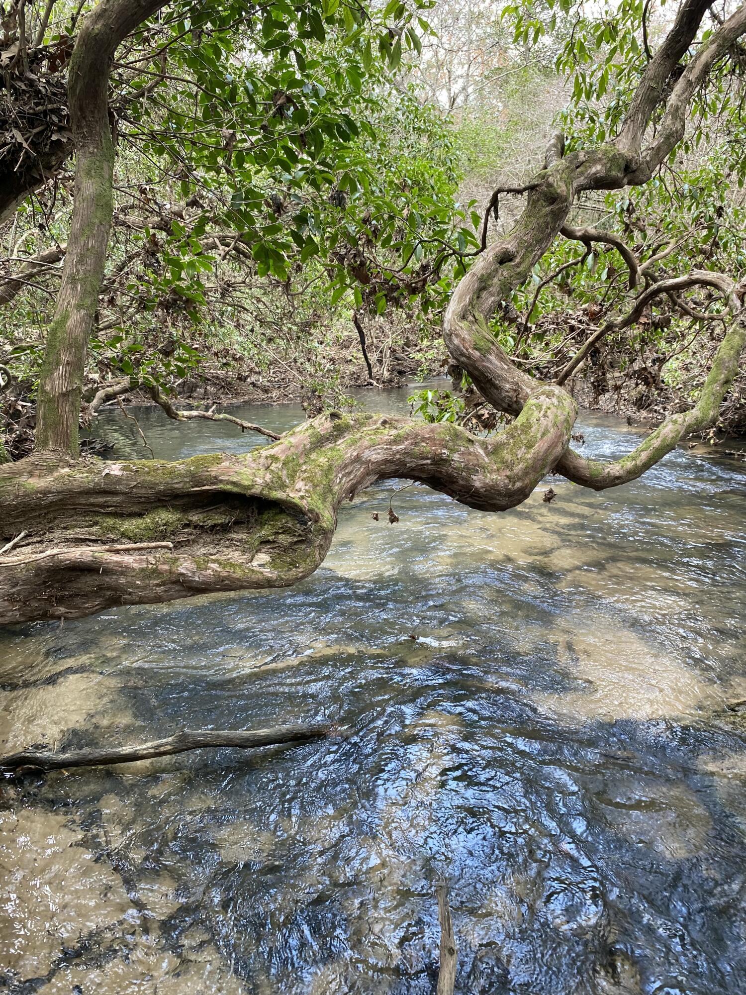 Lone Wolf Trail #4, Spencer, Tennessee image 1