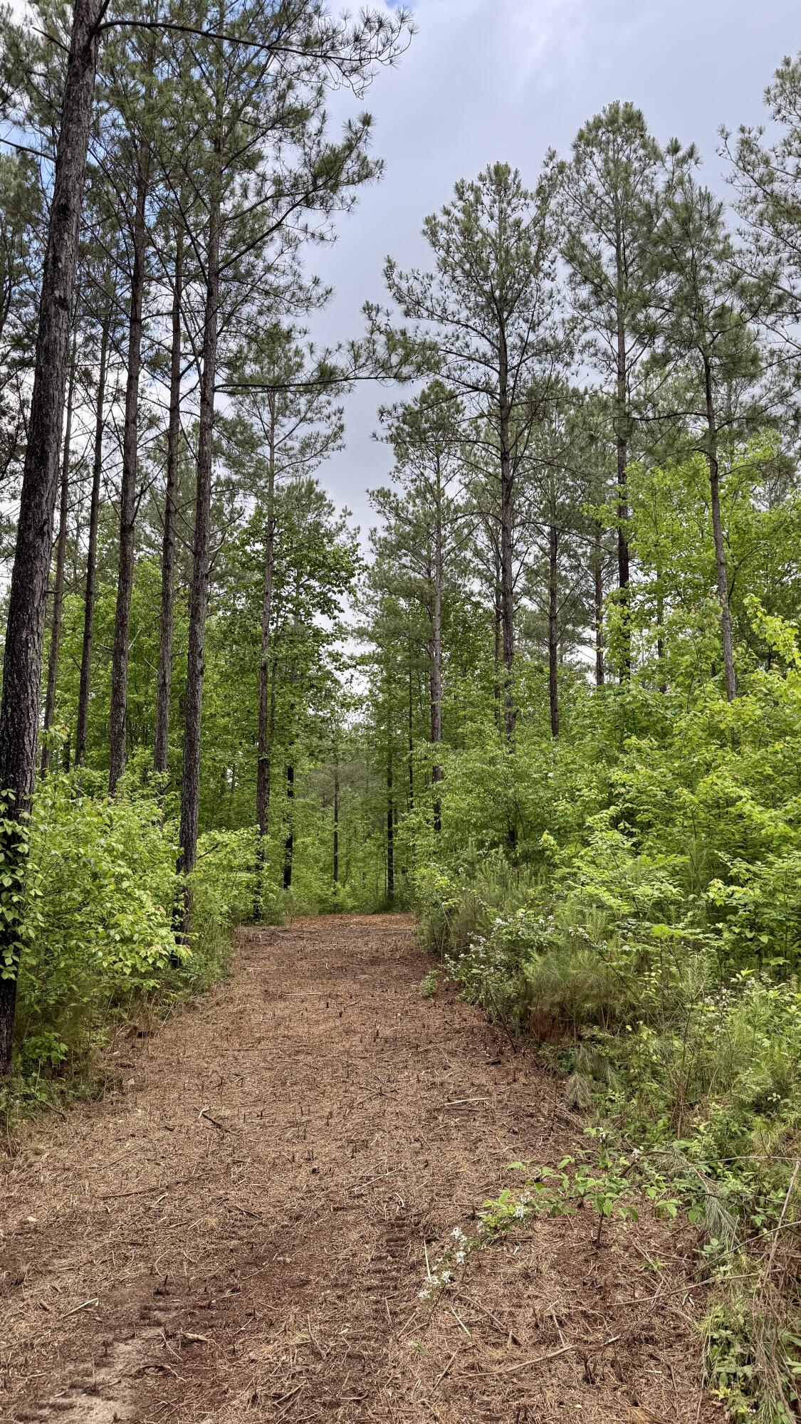 Sullivan Road #LOT 3, Dunlap, Tennessee image 3