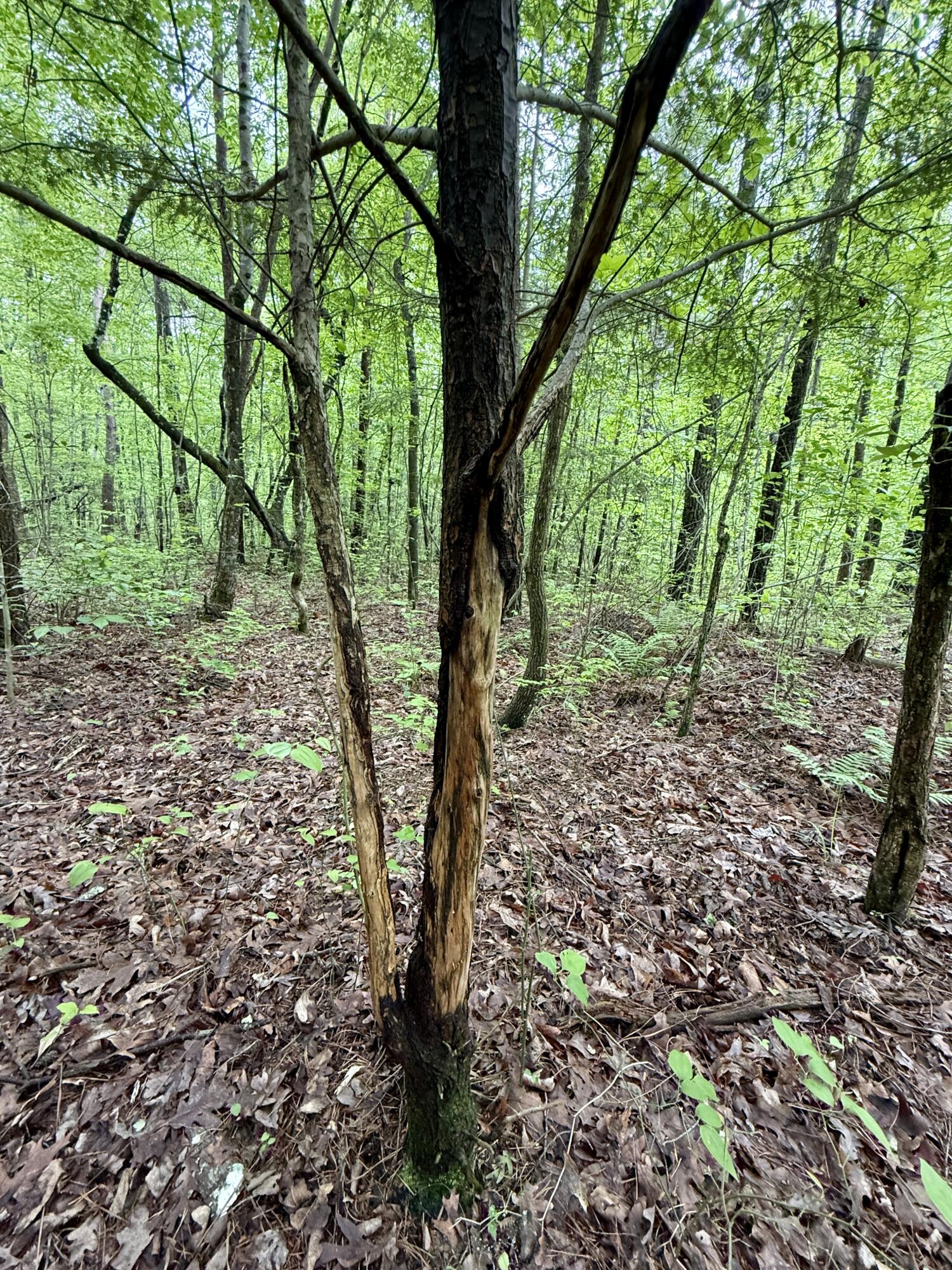 Sullivan Road #LOT 3, Dunlap, Tennessee image 8