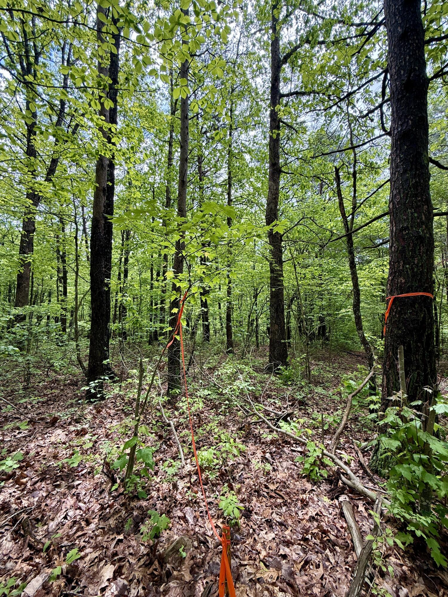 Sullivan Road #LOT 3, Dunlap, Tennessee image 7