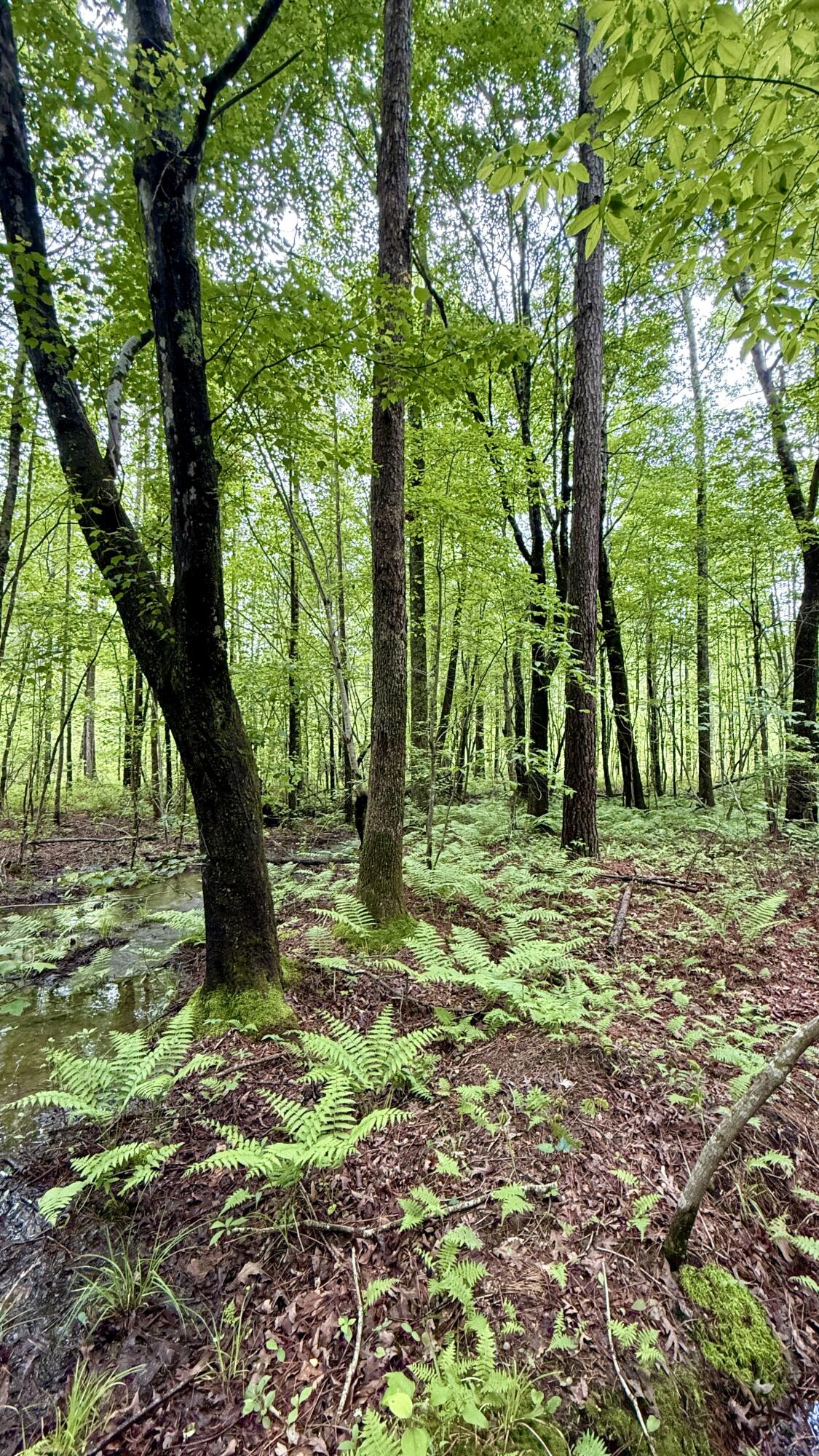 Sullivan Road #LOT 3, Dunlap, Tennessee image 11