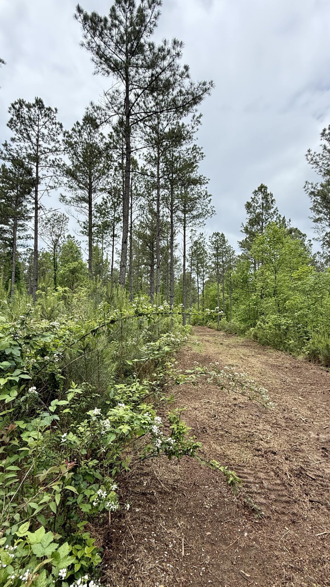 Sullivan Road #LOT 3, Dunlap, Tennessee image 20