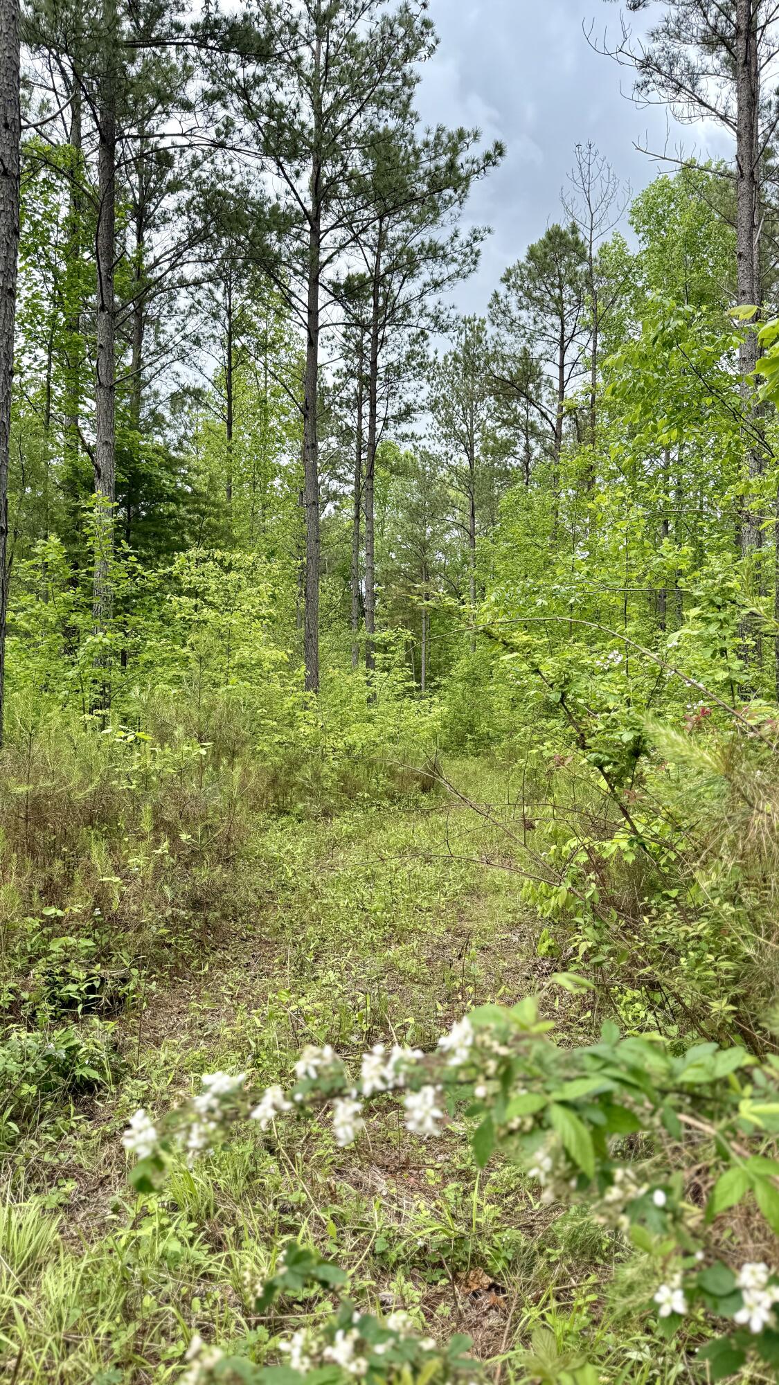 Sullivan Road #LOT 3, Dunlap, Tennessee image 21