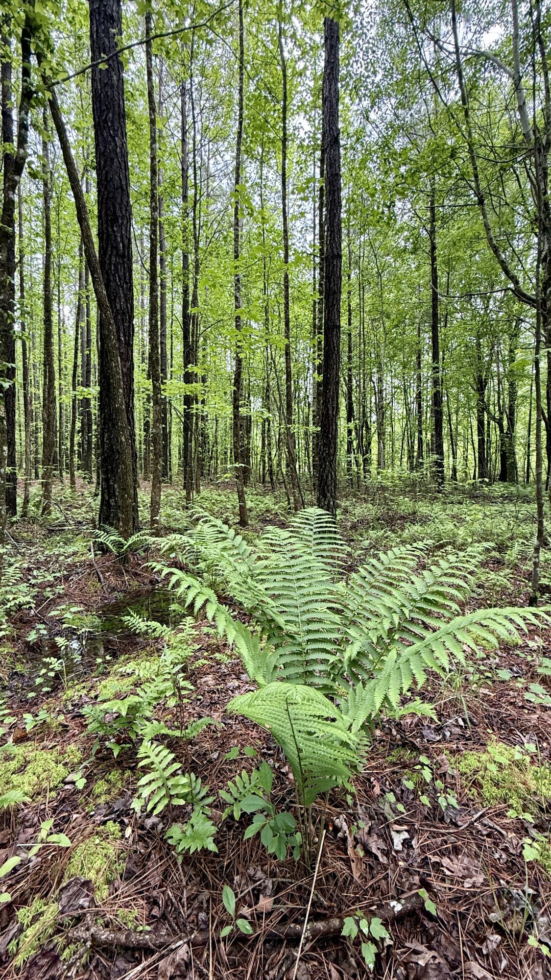 Sullivan Road #LOT 3, Dunlap, Tennessee image 9
