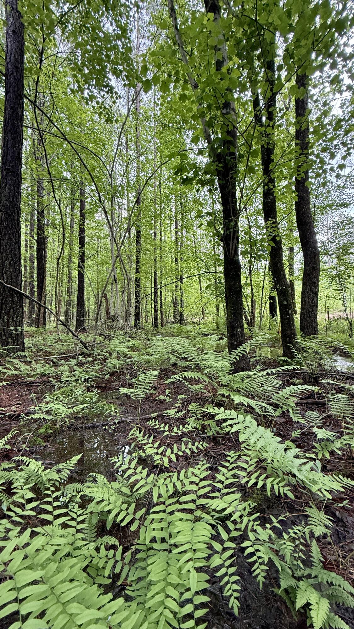 Sullivan Road #LOT 3, Dunlap, Tennessee image 12