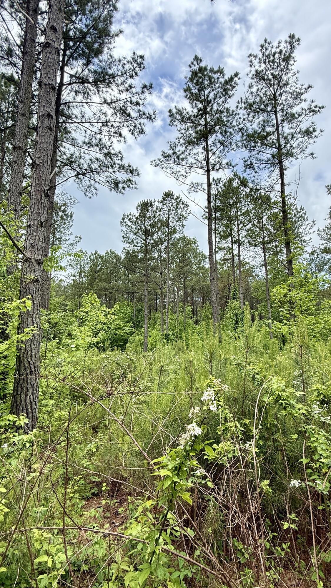 Sullivan Road #LOT 3, Dunlap, Tennessee image 19