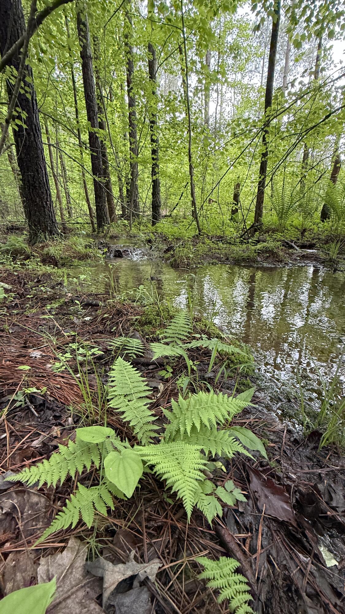 Sullivan Road #LOT 3, Dunlap, Tennessee image 1