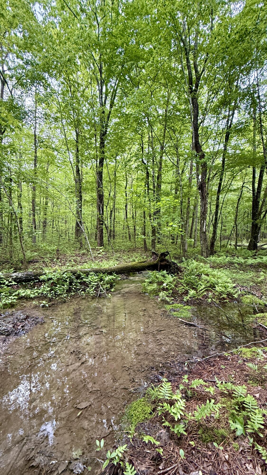 Sullivan Road #LOT 3, Dunlap, Tennessee image 13