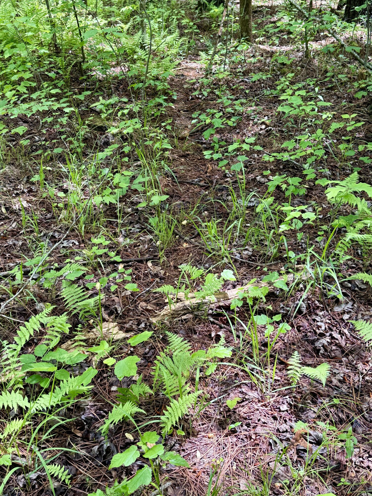 Sullivan Road #LOT 3, Dunlap, Tennessee image 6