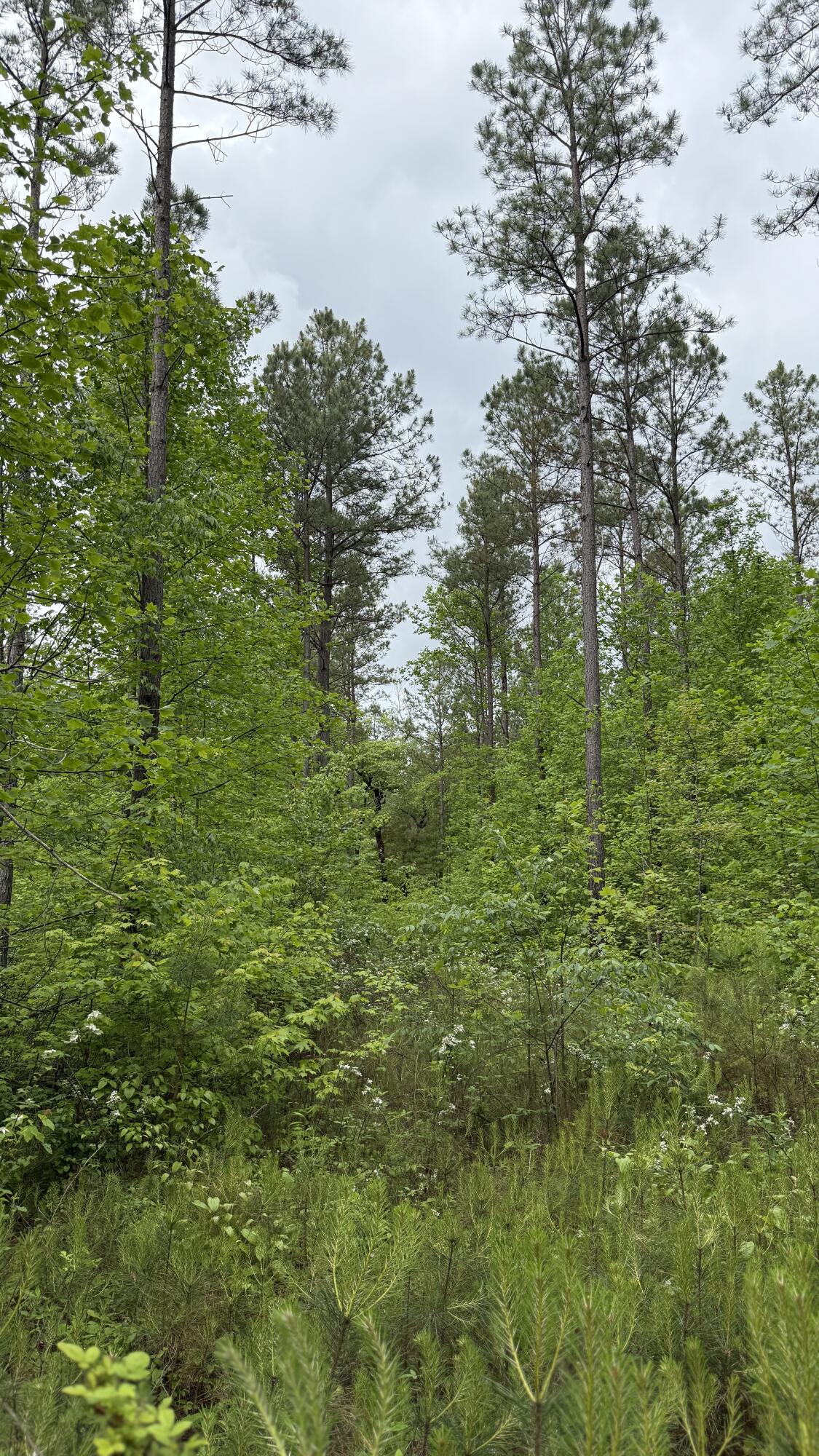 Sullivan Road #LOT 3, Dunlap, Tennessee image 15
