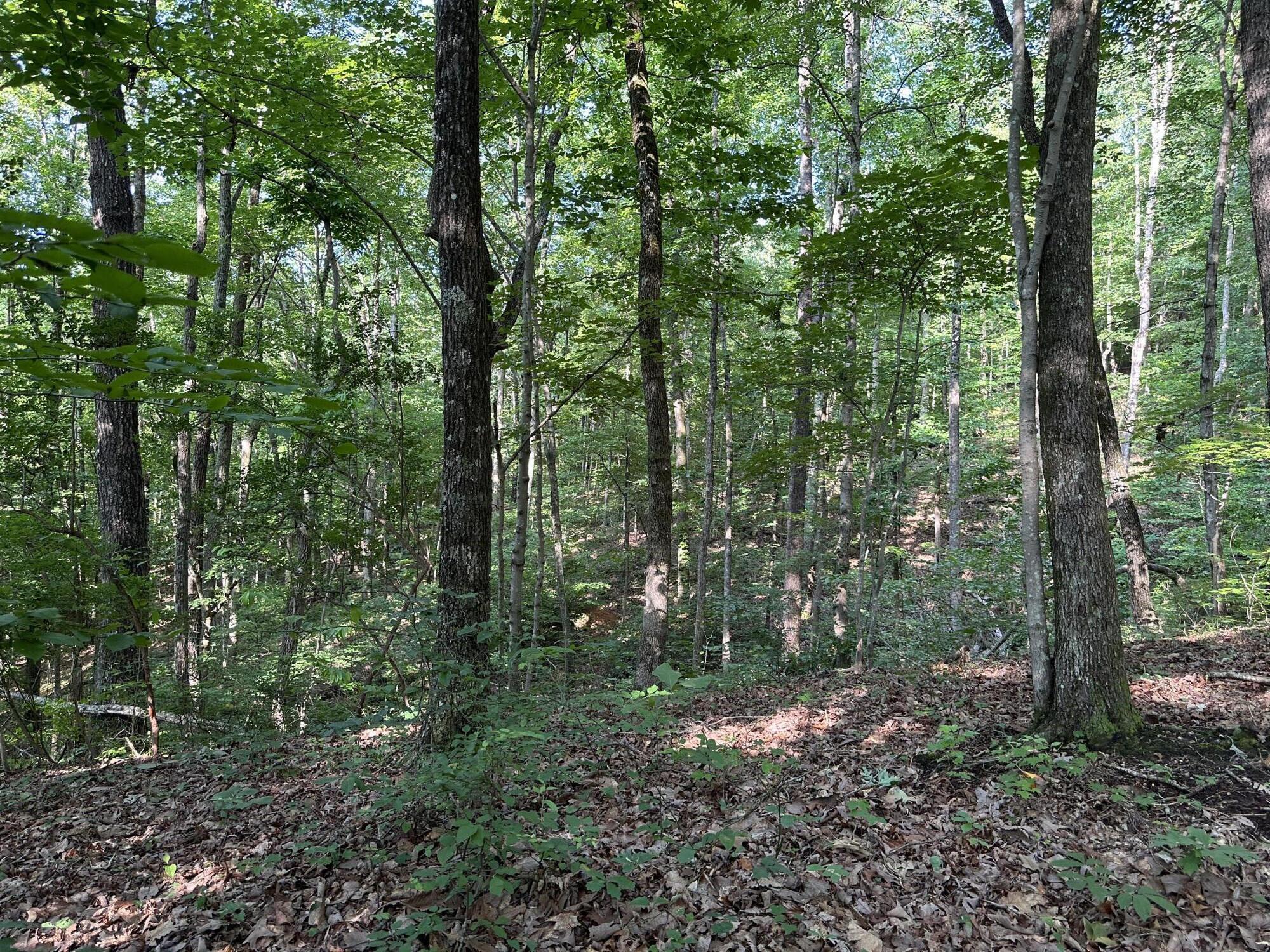 3692 Pan Gap Circle, Chattanooga, Tennessee image 6