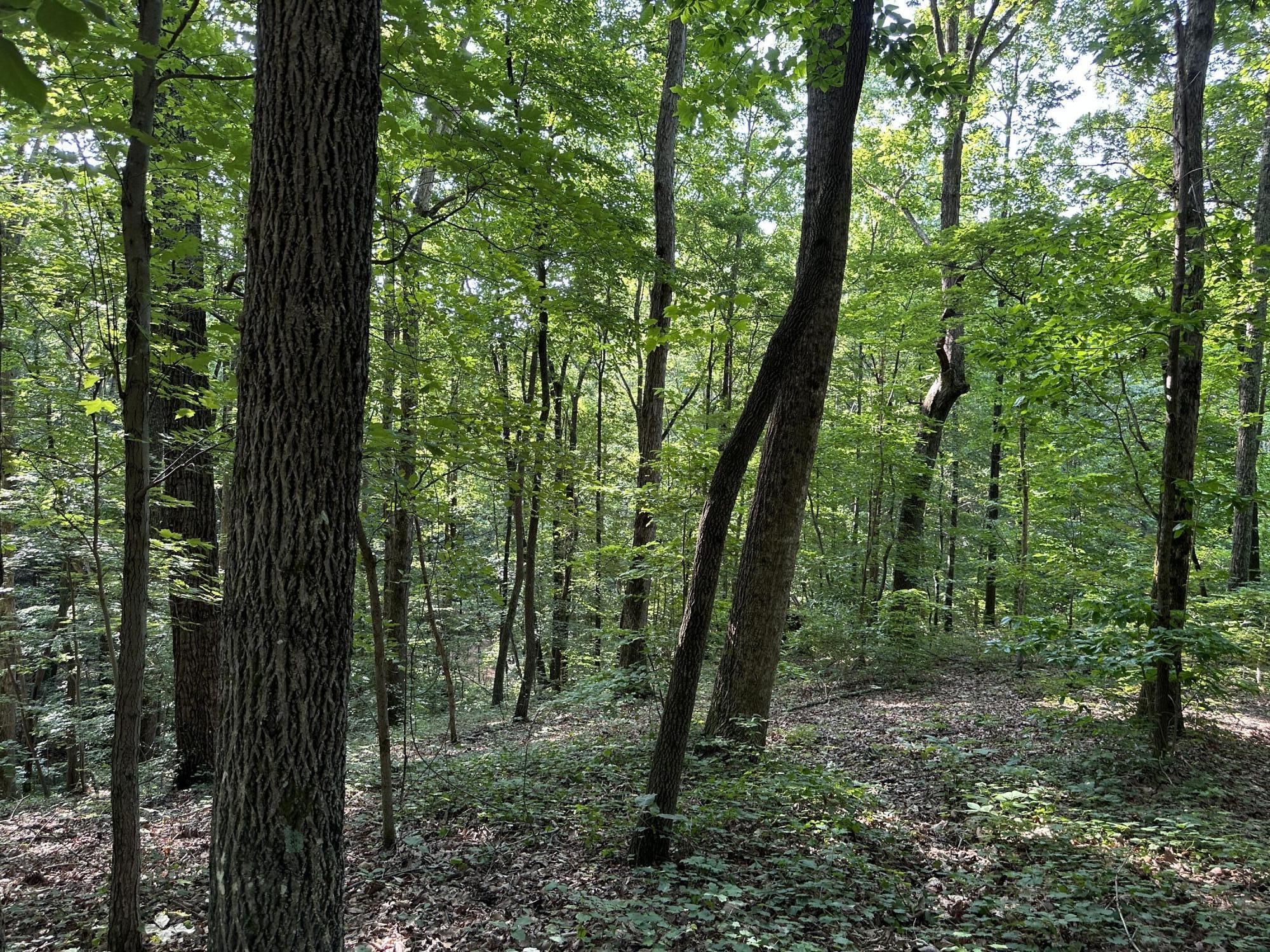 3692 Pan Gap Circle, Chattanooga, Tennessee image 5