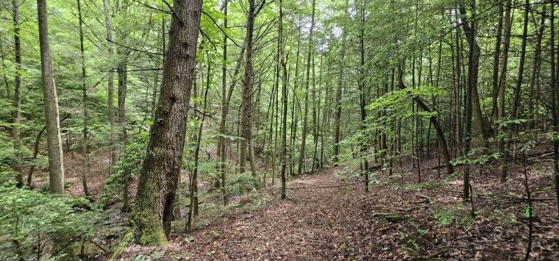 Oak Leaf Lane #553,556  557, Dunlap, Tennessee image 7