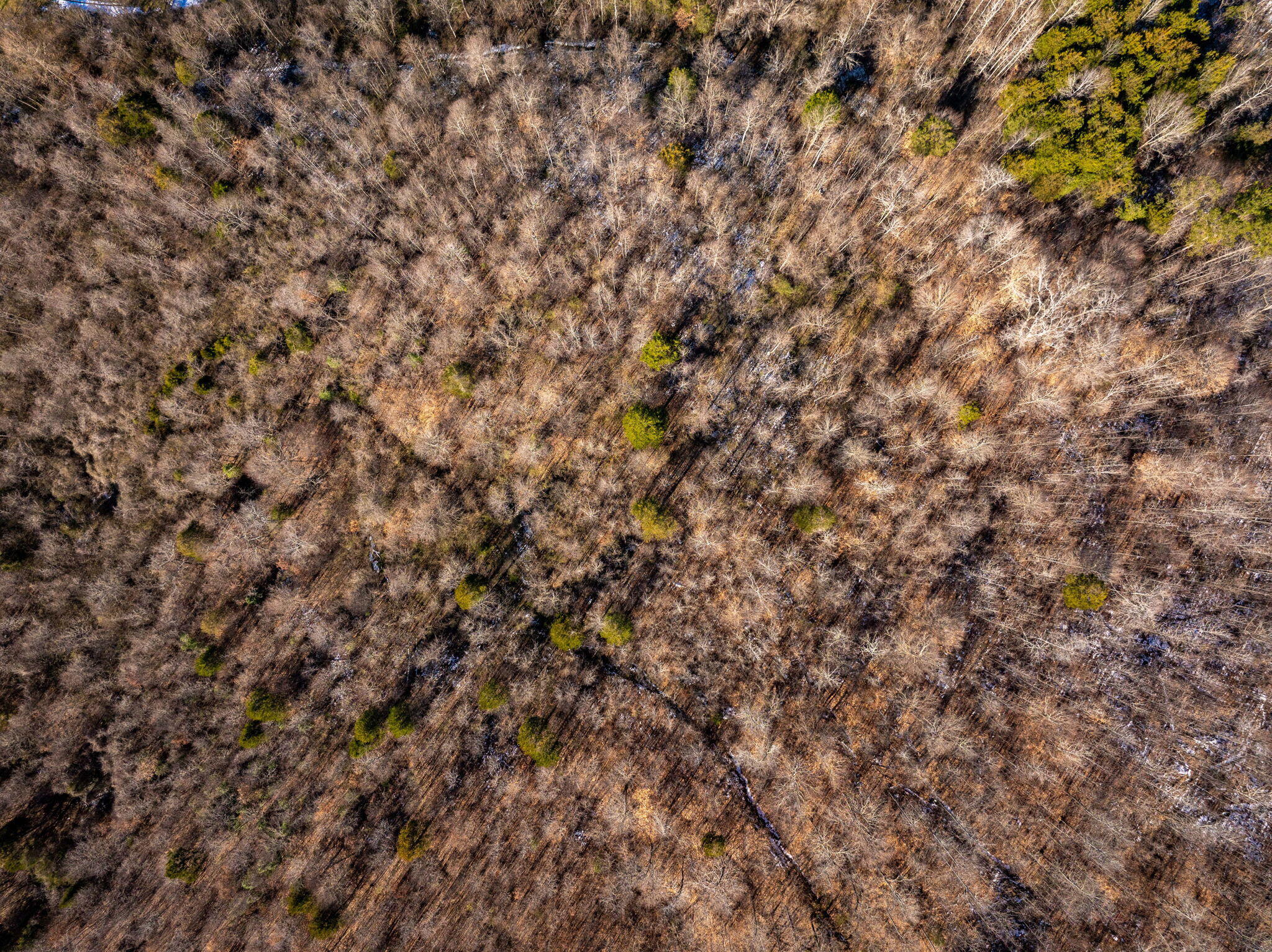 Hargiss Cove Road, South Pittsburg, Tennessee image 14