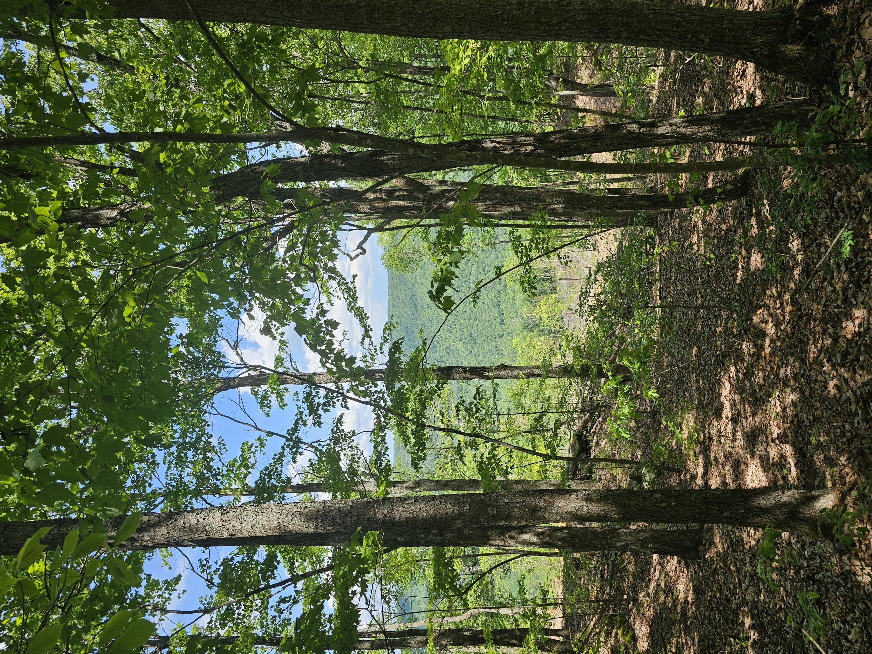 11 Higgenbottom Turnpike #11, Altamont, Tennessee image 3