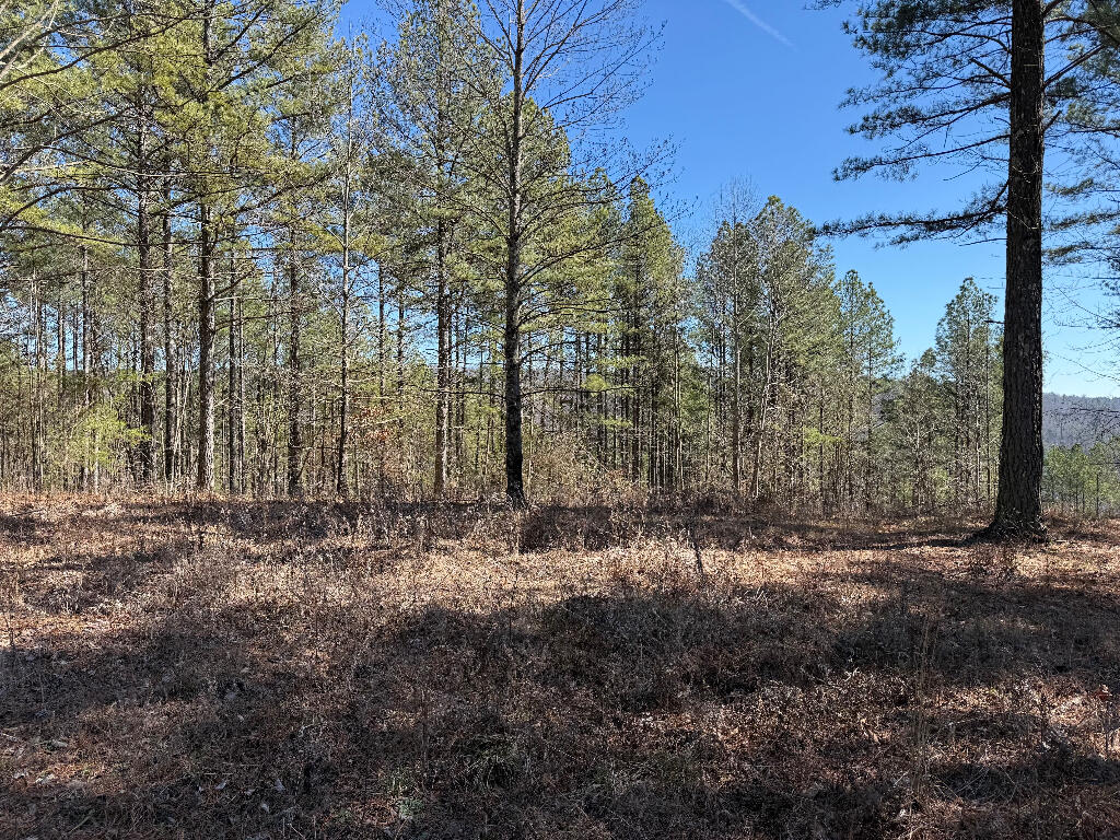 1375 Split Rail Way, Guild, Tennessee image 3