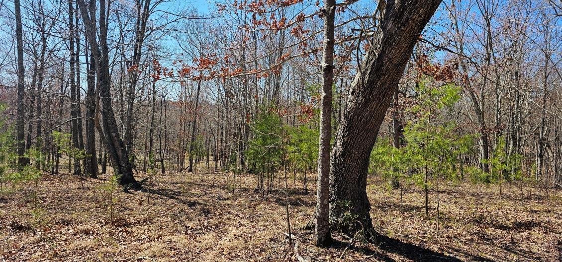 103-B Bluffview Drive #103-B, Dunlap, Tennessee image 3