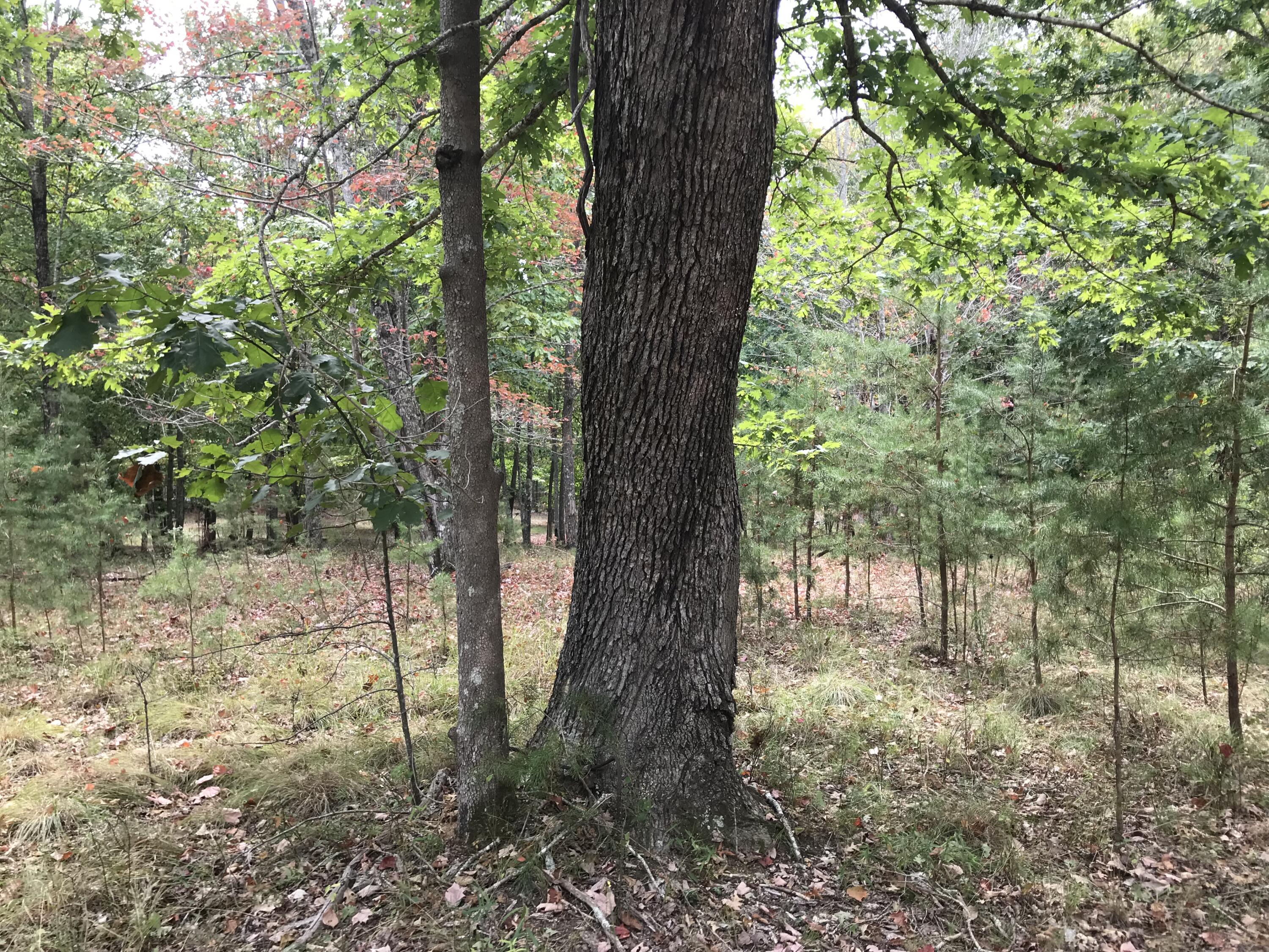 103-B Bluffview Drive #103-B, Dunlap, Tennessee image 13