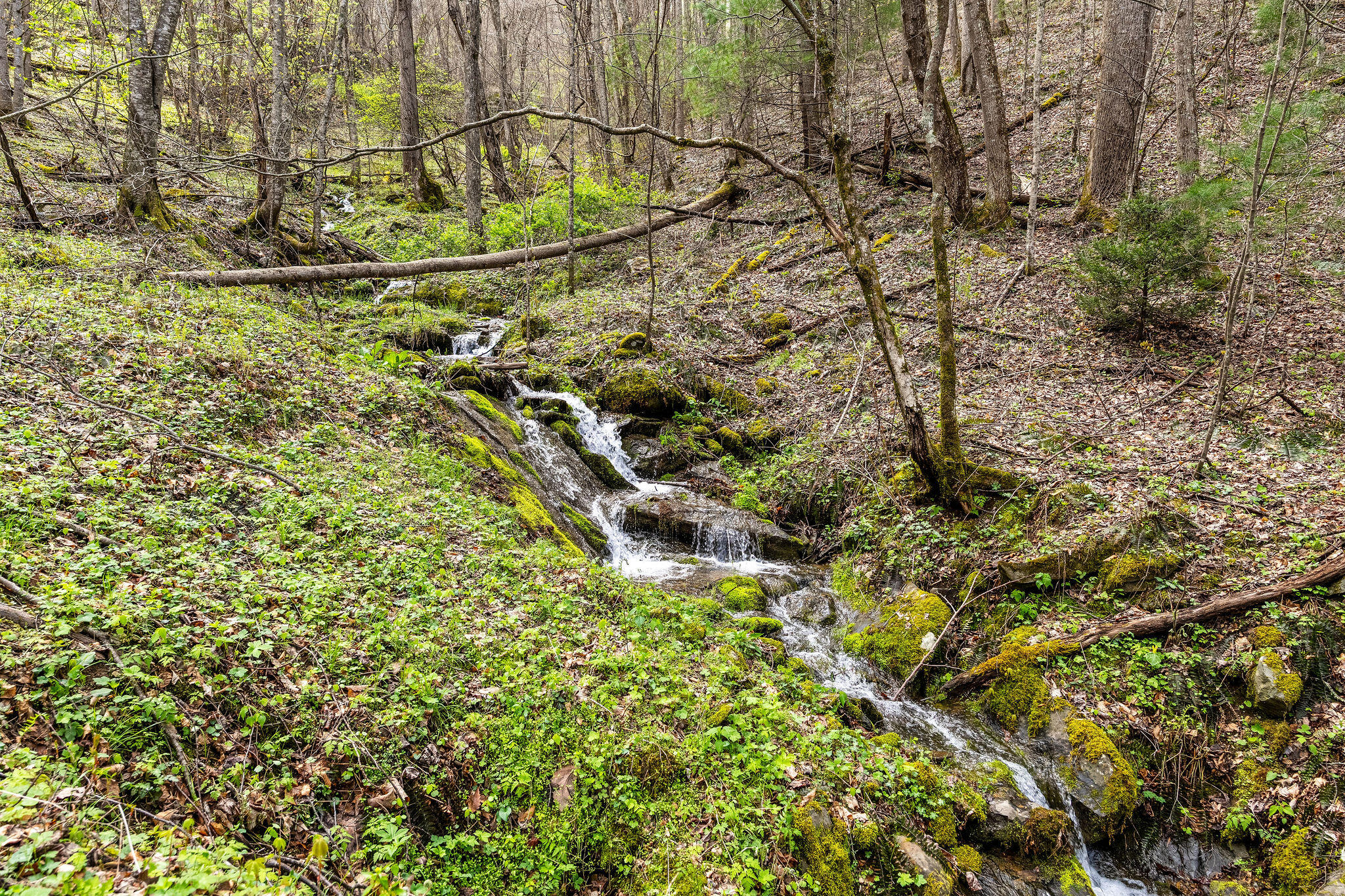 Johns Creek Road, Del Rio, Tennessee image 19