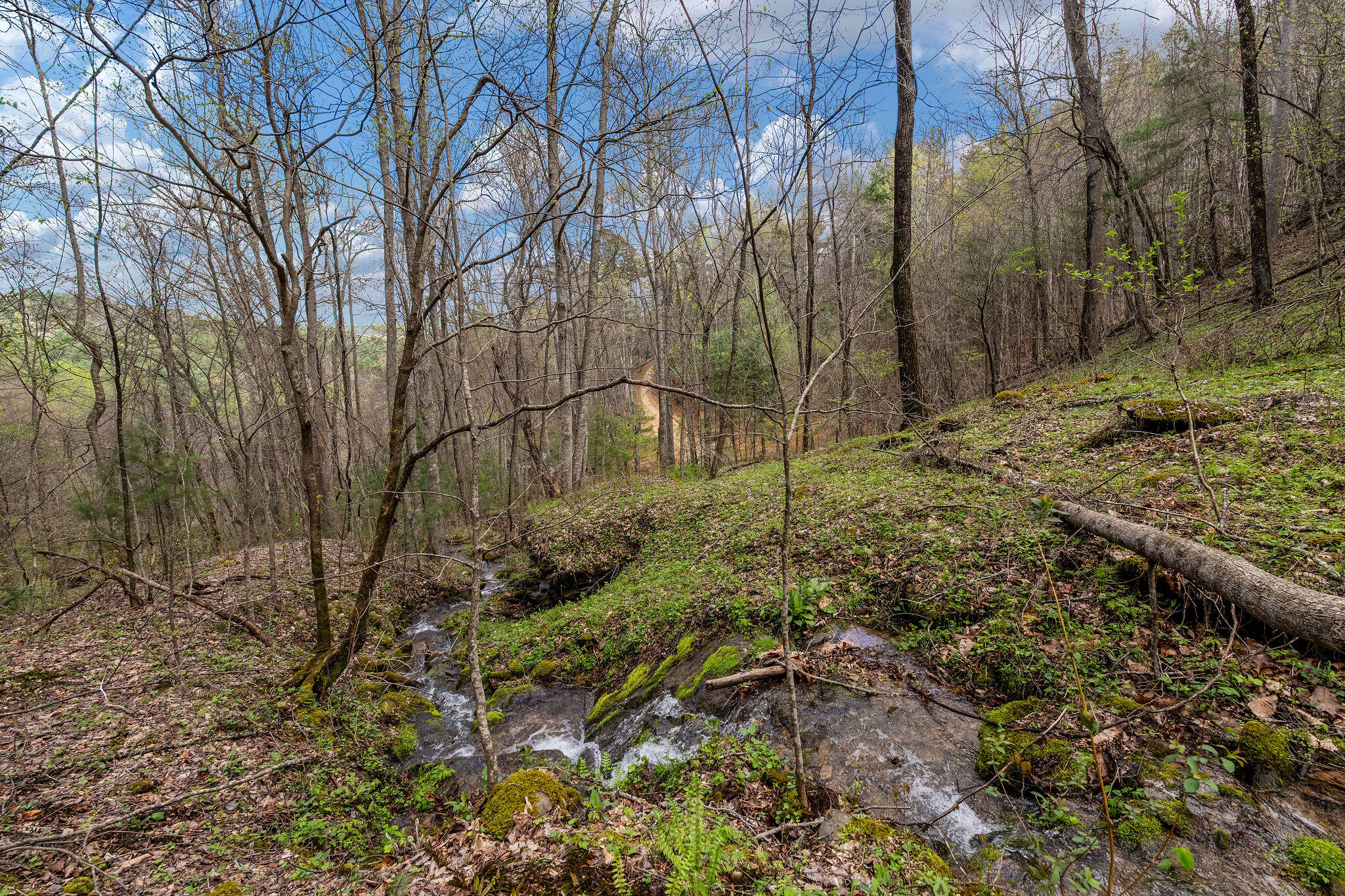 Johns Creek Road, Del Rio, Tennessee image 22