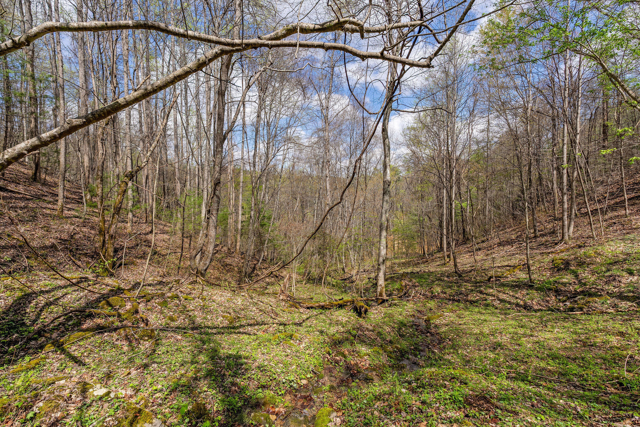 Johns Creek Road, Del Rio, Tennessee image 23