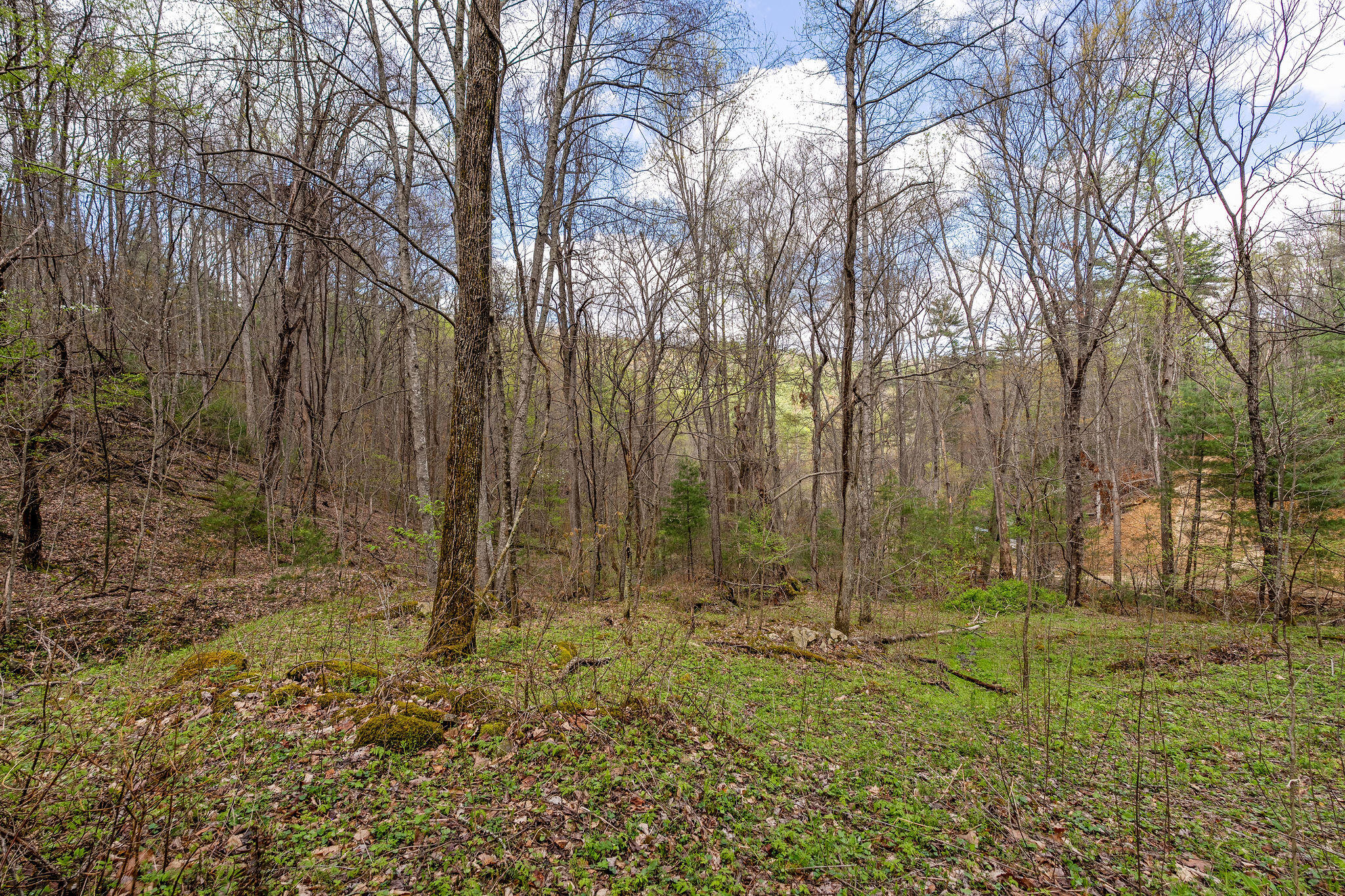 Johns Creek Road, Del Rio, Tennessee image 25