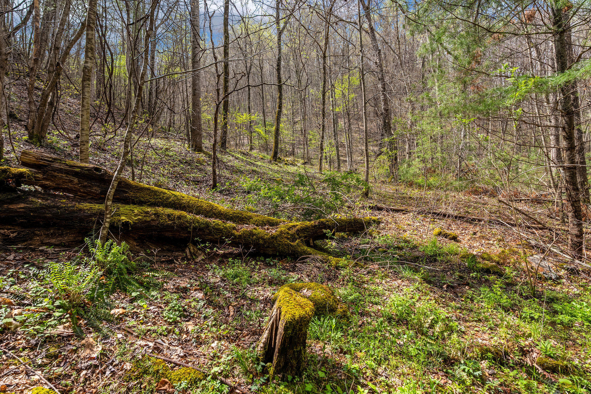 Johns Creek Road, Del Rio, Tennessee image 15