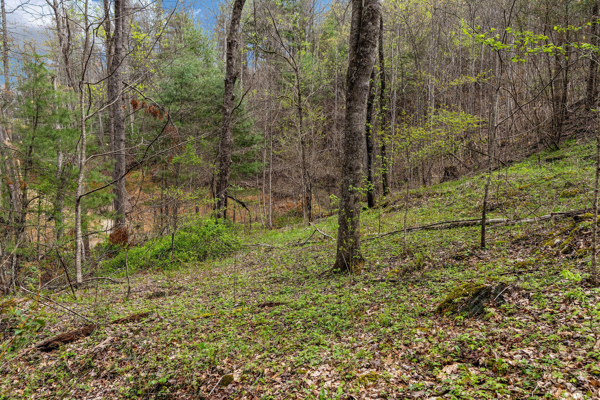 Johns Creek Road, Del Rio, Tennessee image 17