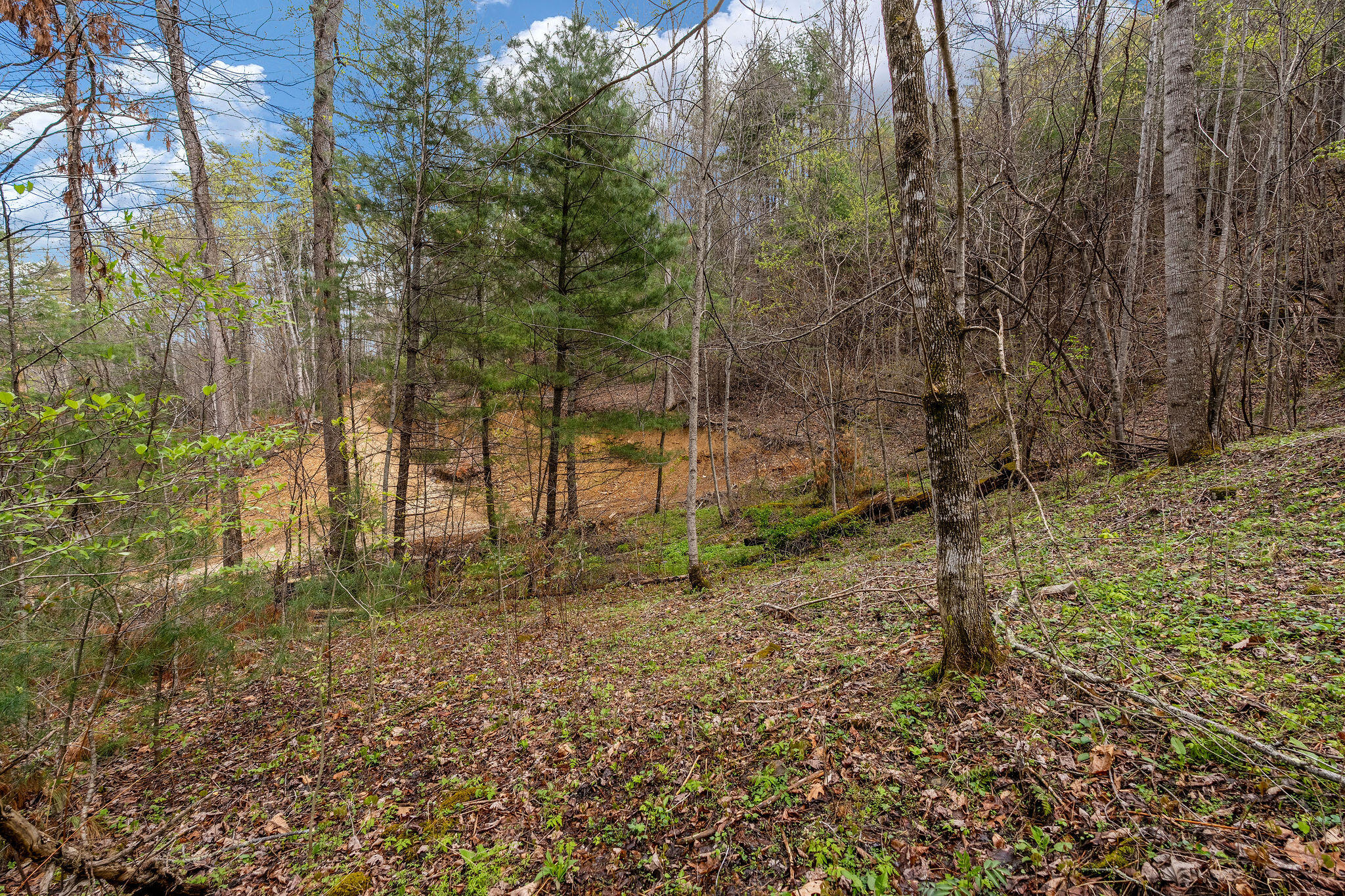 Johns Creek Road, Del Rio, Tennessee image 16
