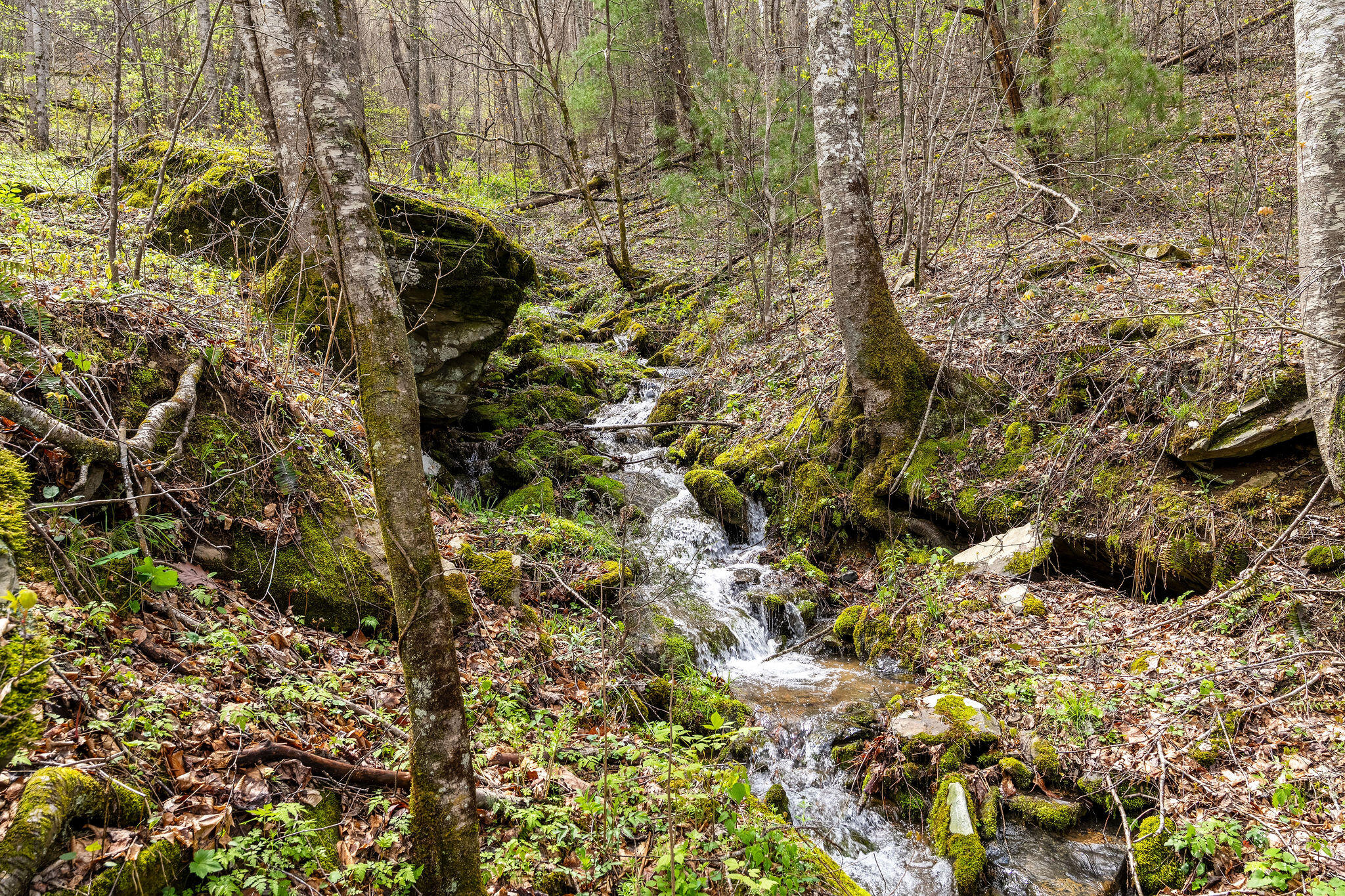 Johns Creek Road, Del Rio, Tennessee image 18