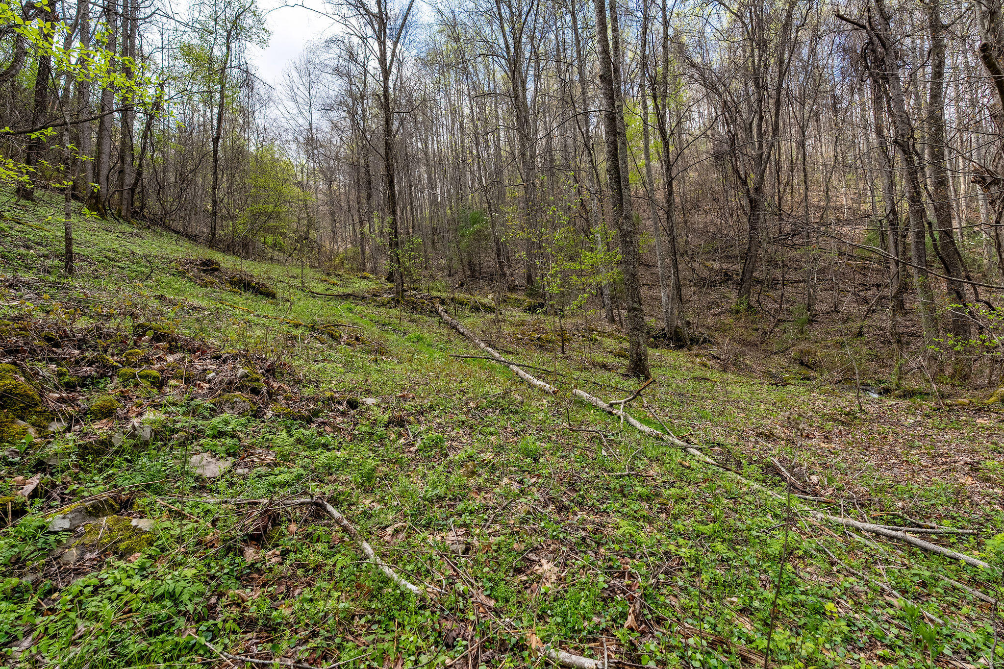 Johns Creek Road, Del Rio, Tennessee image 20