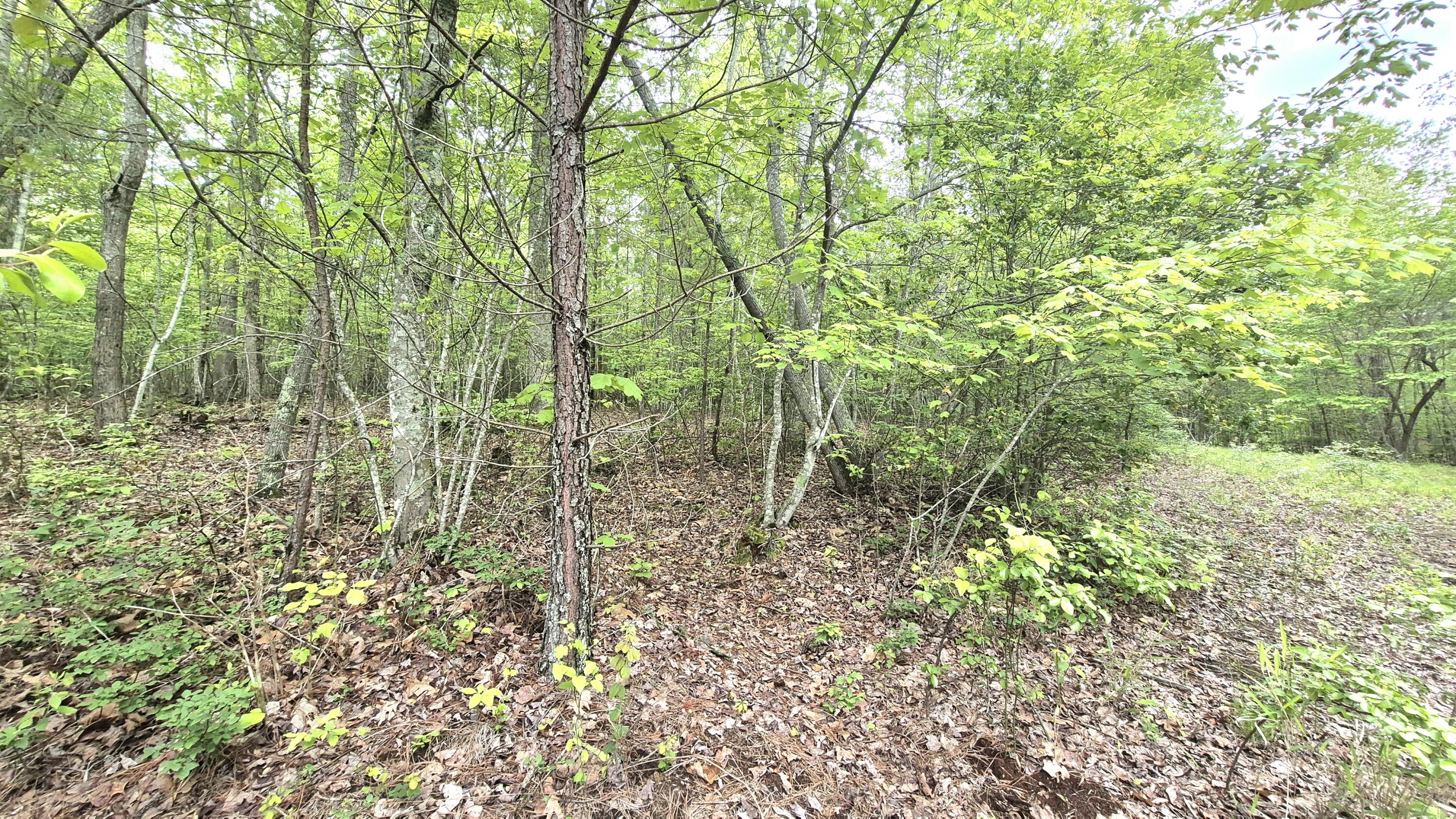 6070 Raulston Falls Road #LOT 97, Jasper, Tennessee image 7