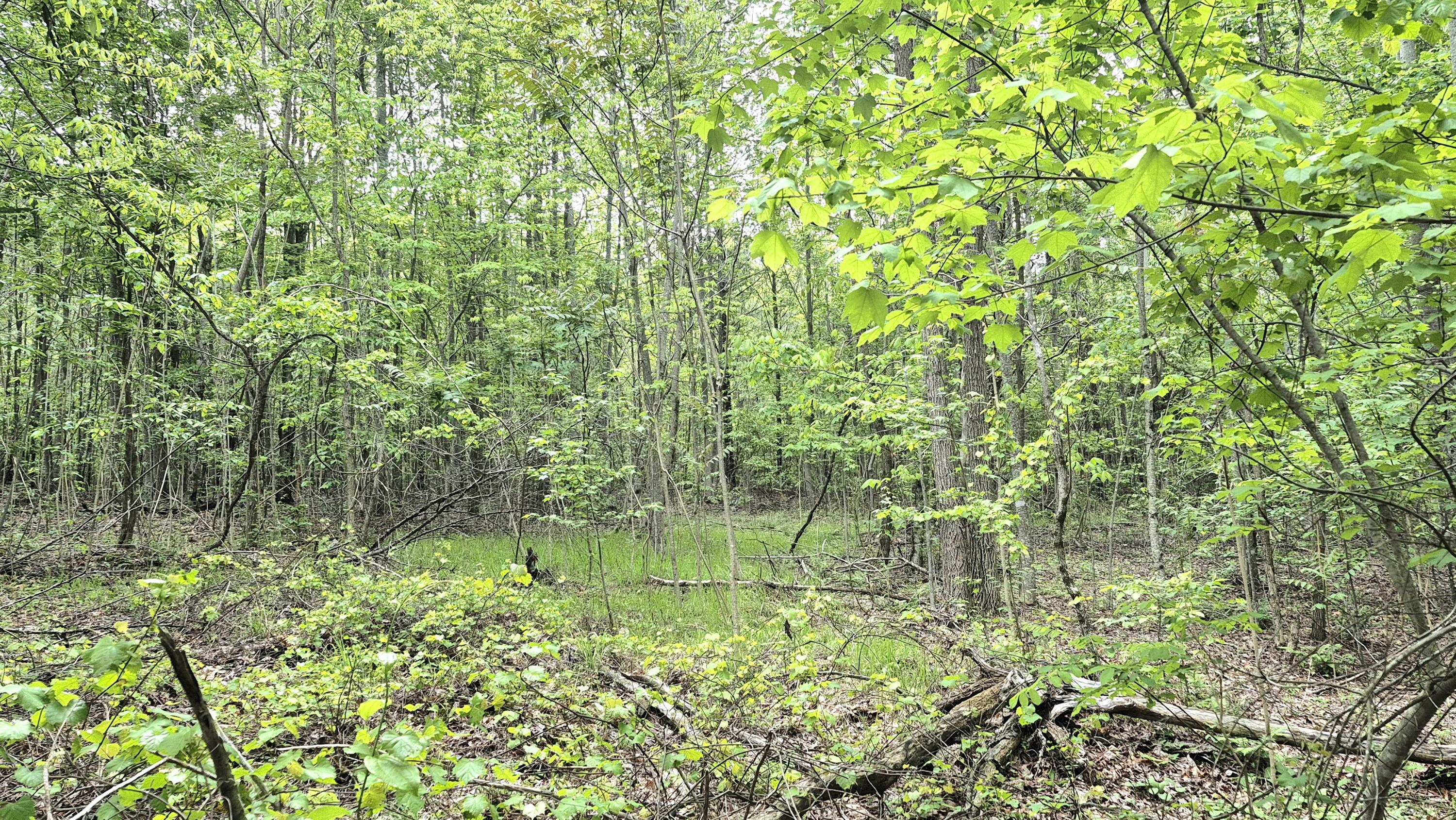 6070 Raulston Falls Road #LOT 97, Jasper, Tennessee image 9