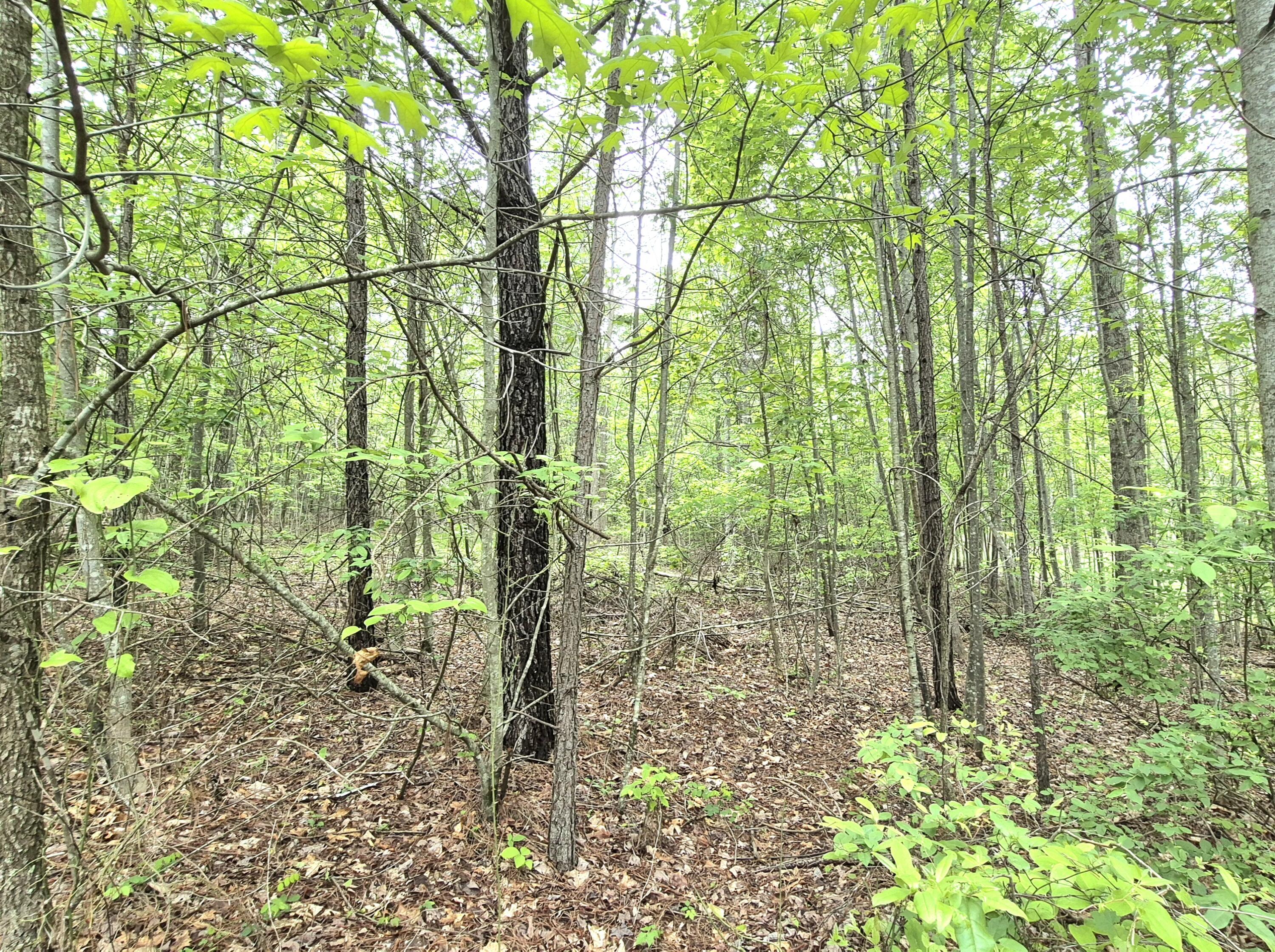 6070 Raulston Falls Road #LOT 97, Jasper, Tennessee image 6