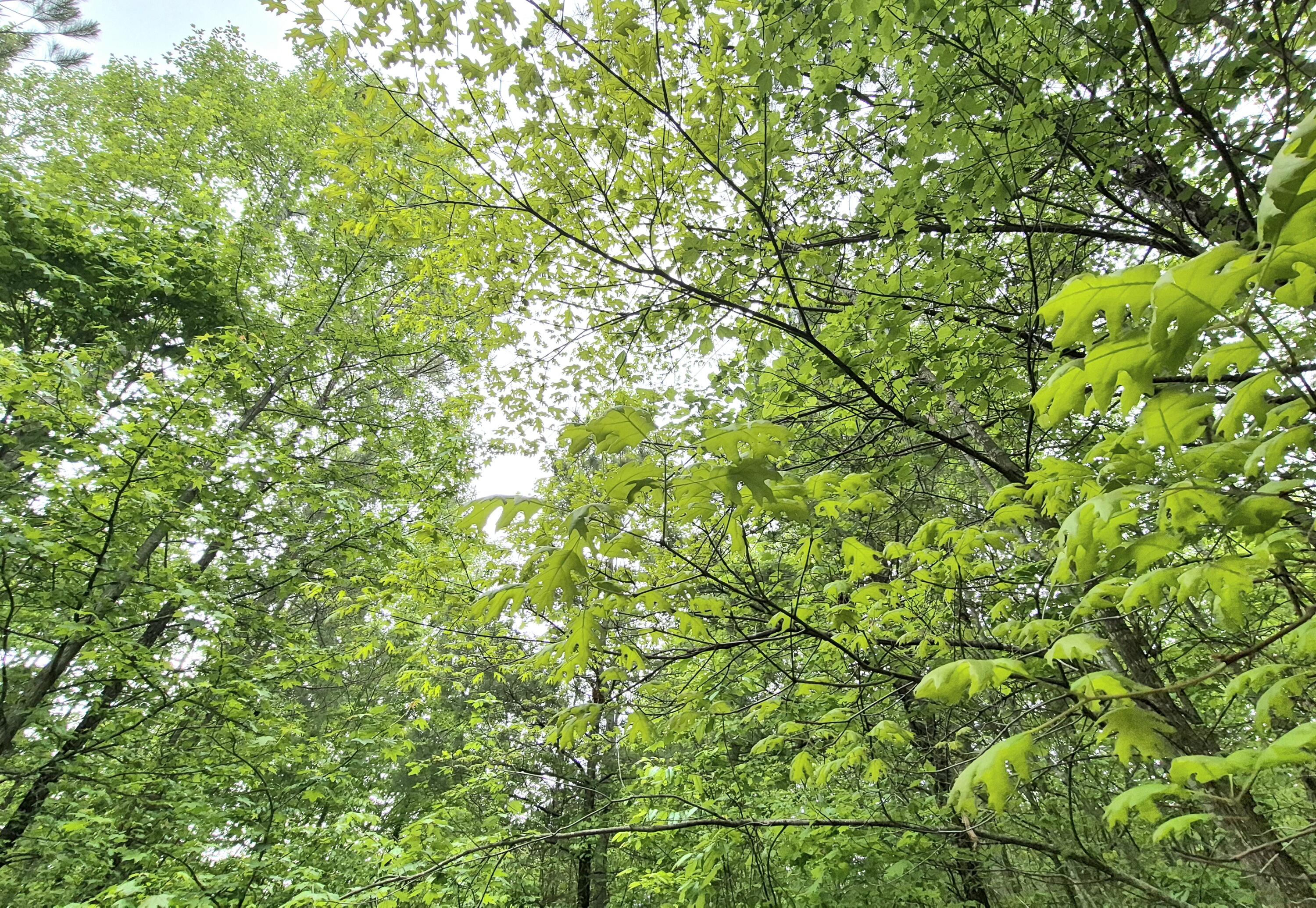 6070 Raulston Falls Road #LOT 97, Jasper, Tennessee image 10