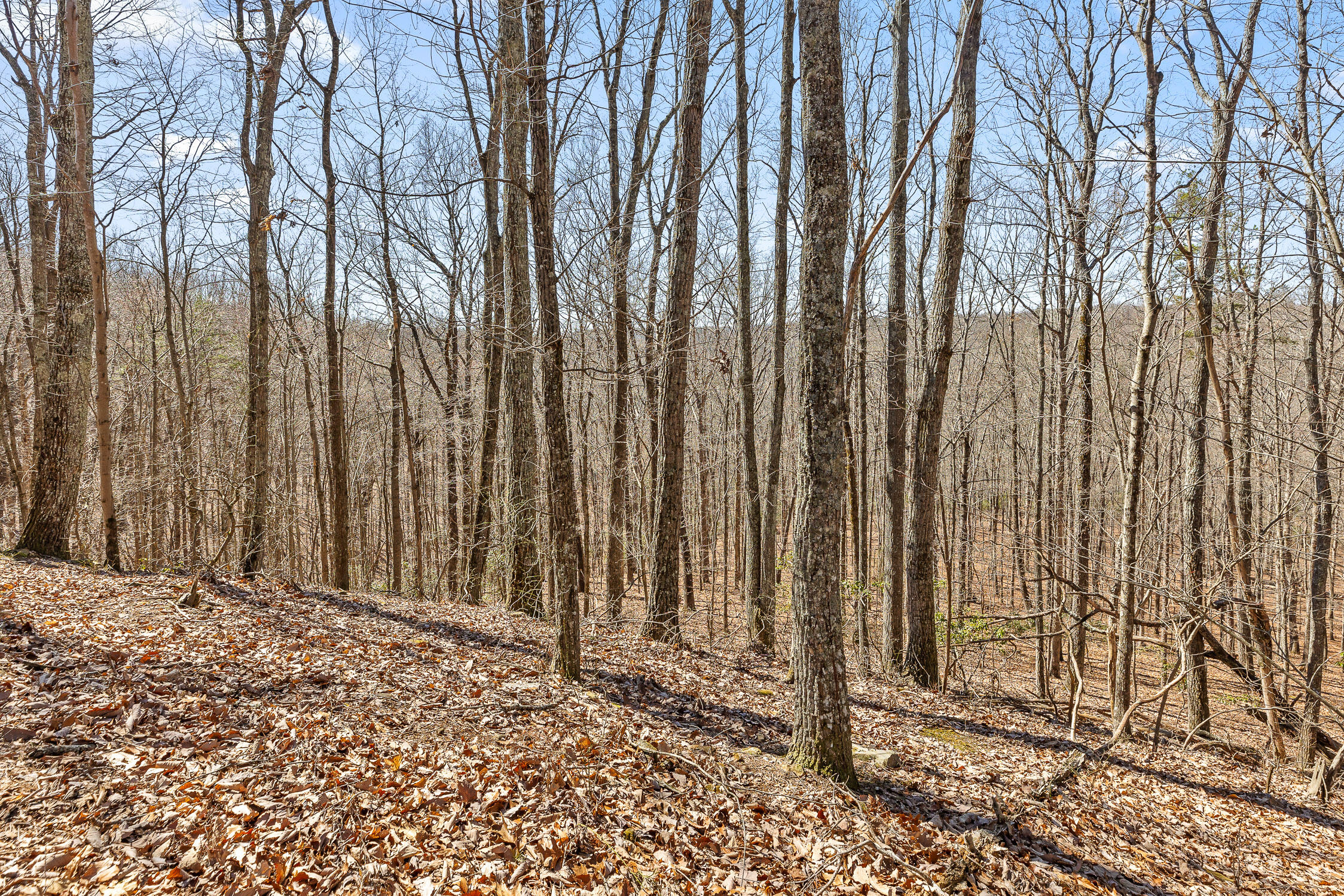 610 Orme Mountain Road, South Pittsburg, Tennessee image 33