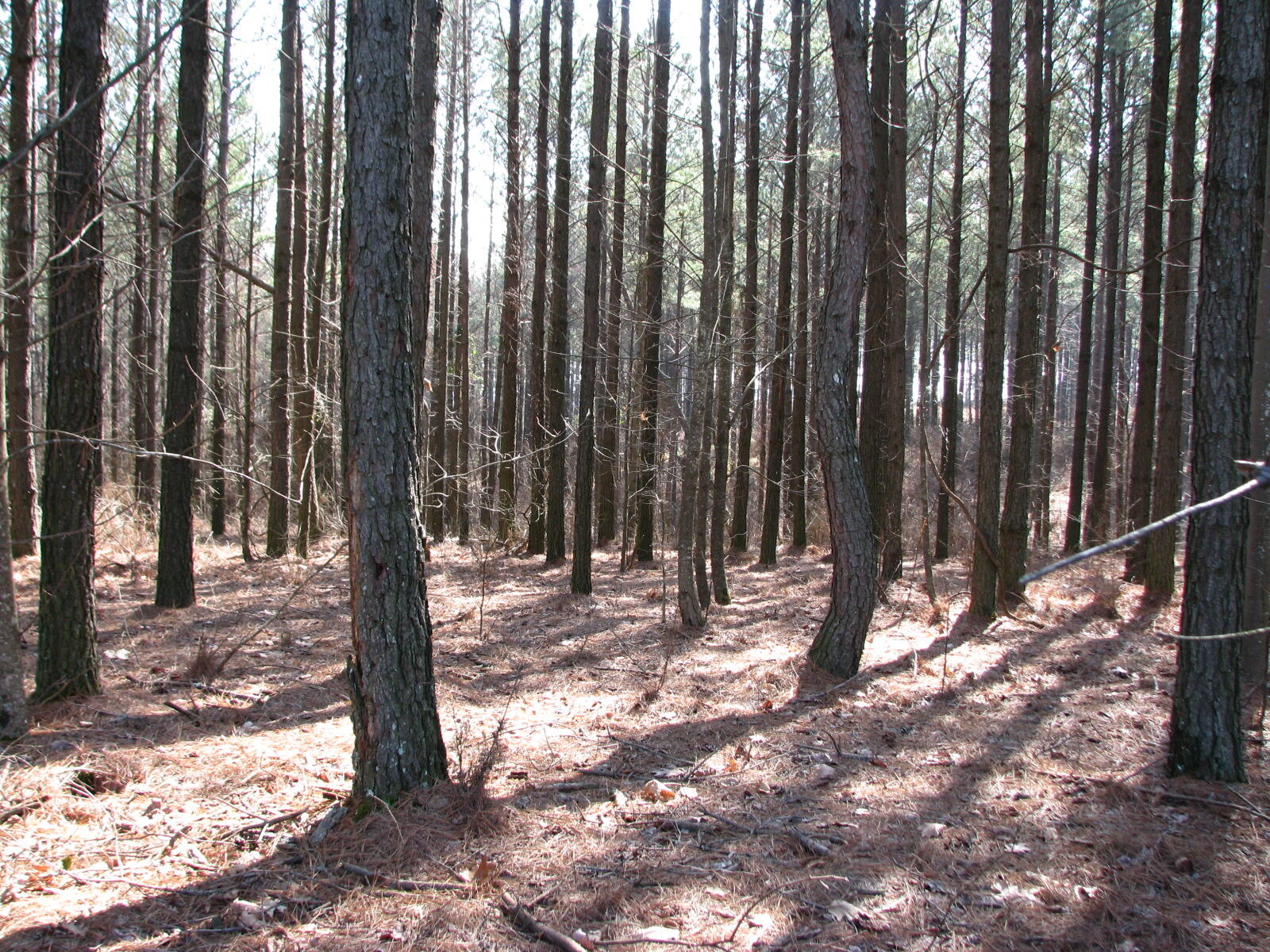 High Point Lane #LOT 79, Jasper, Tennessee image 16