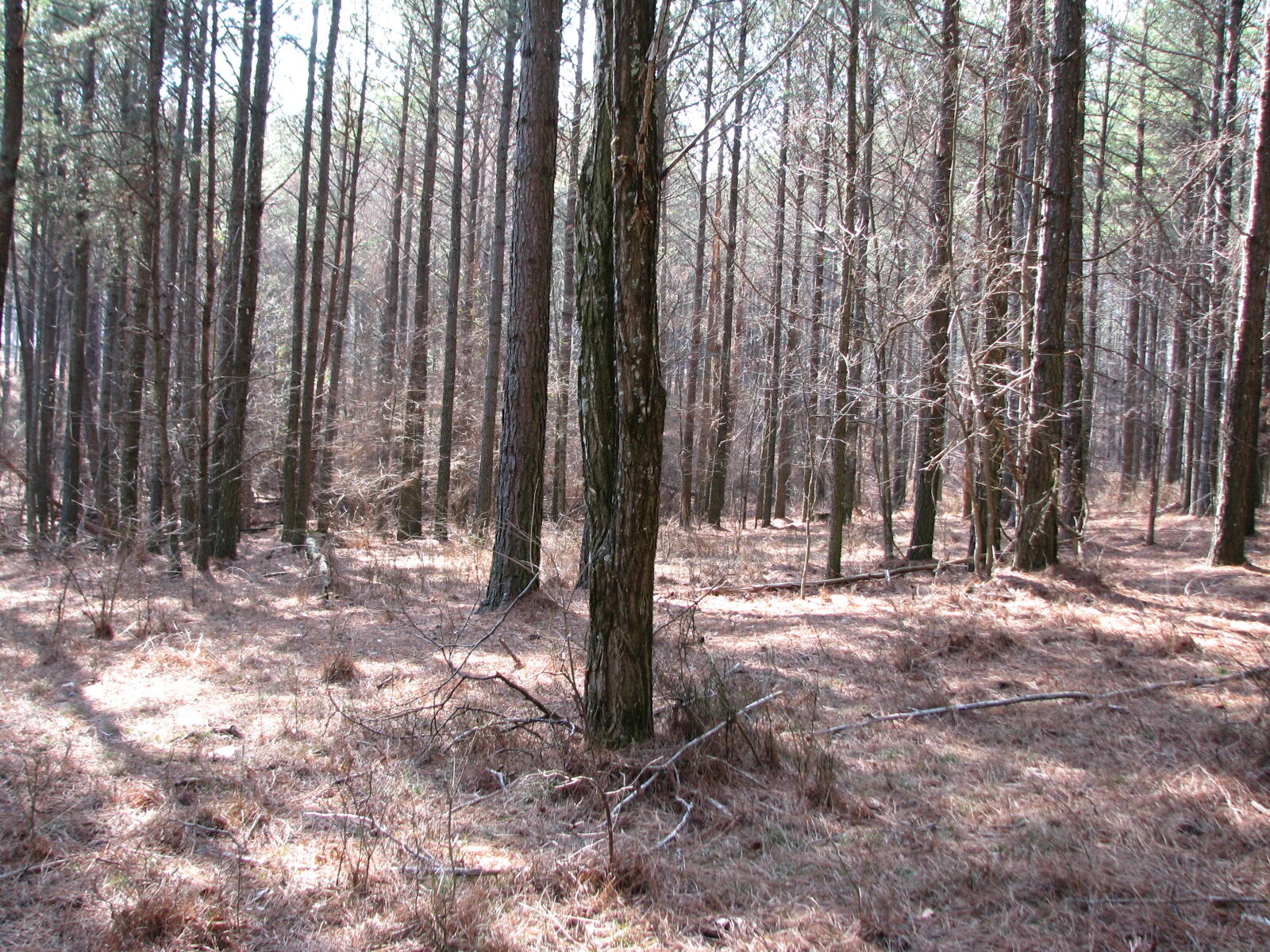 High Point Lane #LOT 79, Jasper, Tennessee image 3