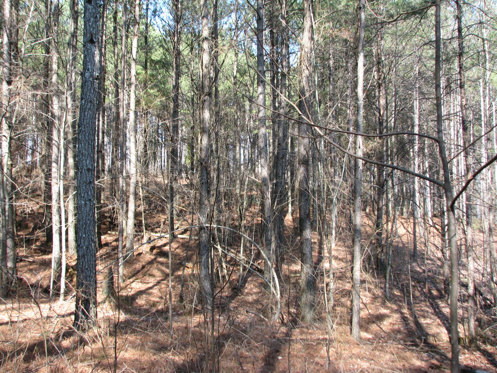 High Point Lane #LOT 79, Jasper, Tennessee image 14