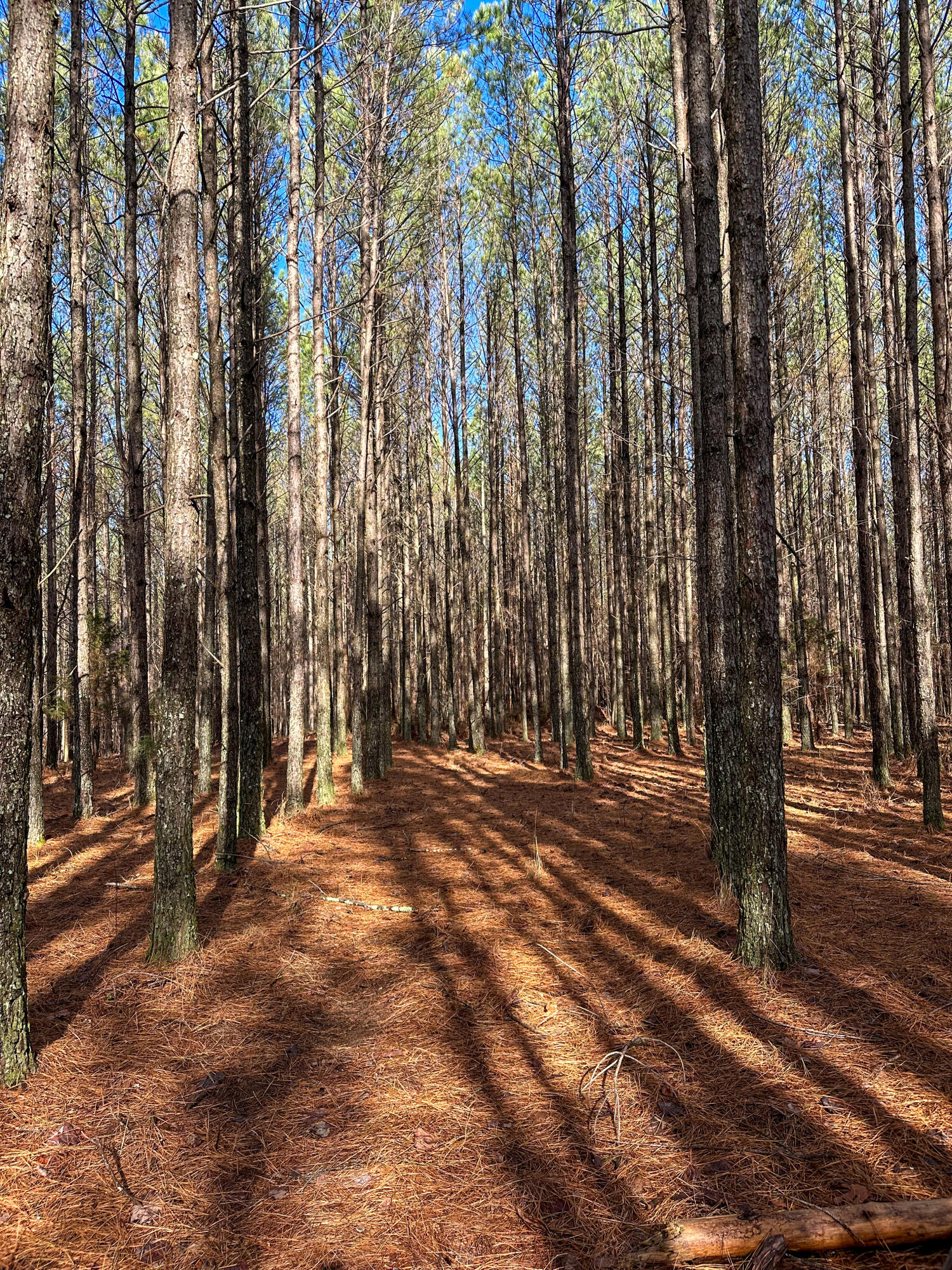 S Pittsburg Mountain Road, South Pittsburg, Tennessee image 6