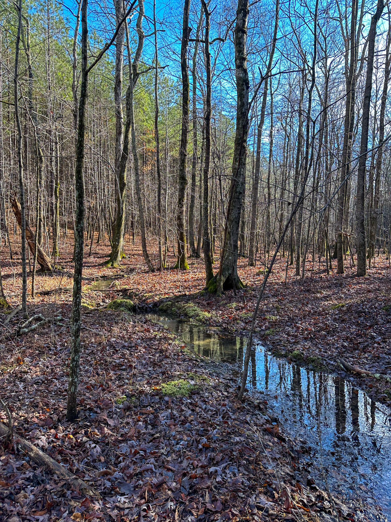 S Pittsburg Mountain Road, South Pittsburg, Tennessee image 4