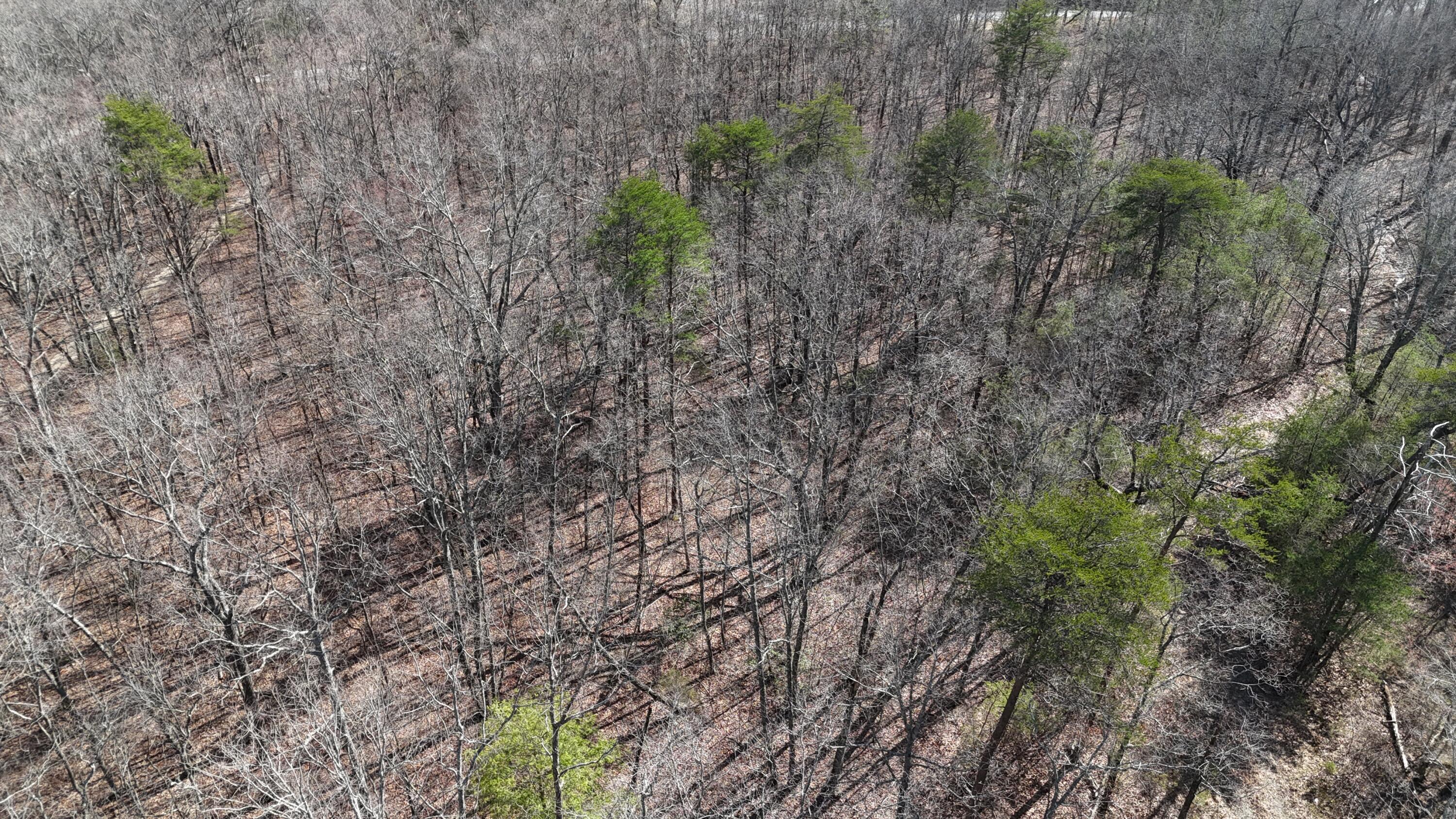Mountain Laurel Road, Pikeville, Tennessee image 15