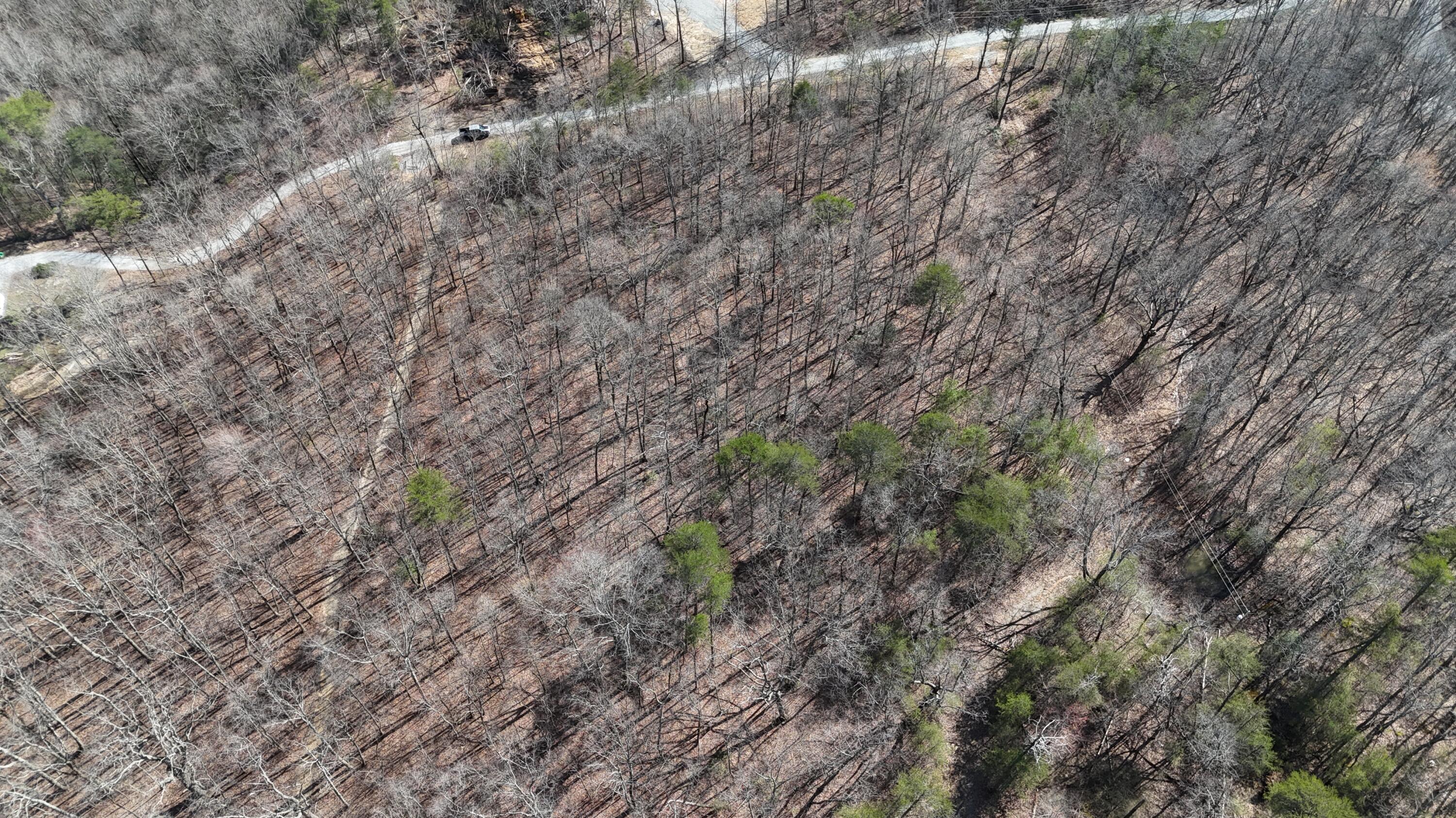 Mountain Laurel Road, Pikeville, Tennessee image 13