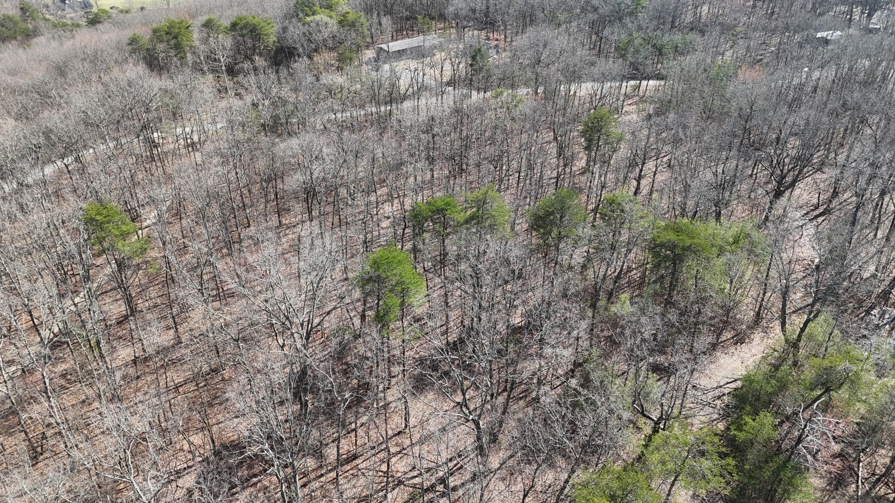 Mountain Laurel Road, Pikeville, Tennessee image 14