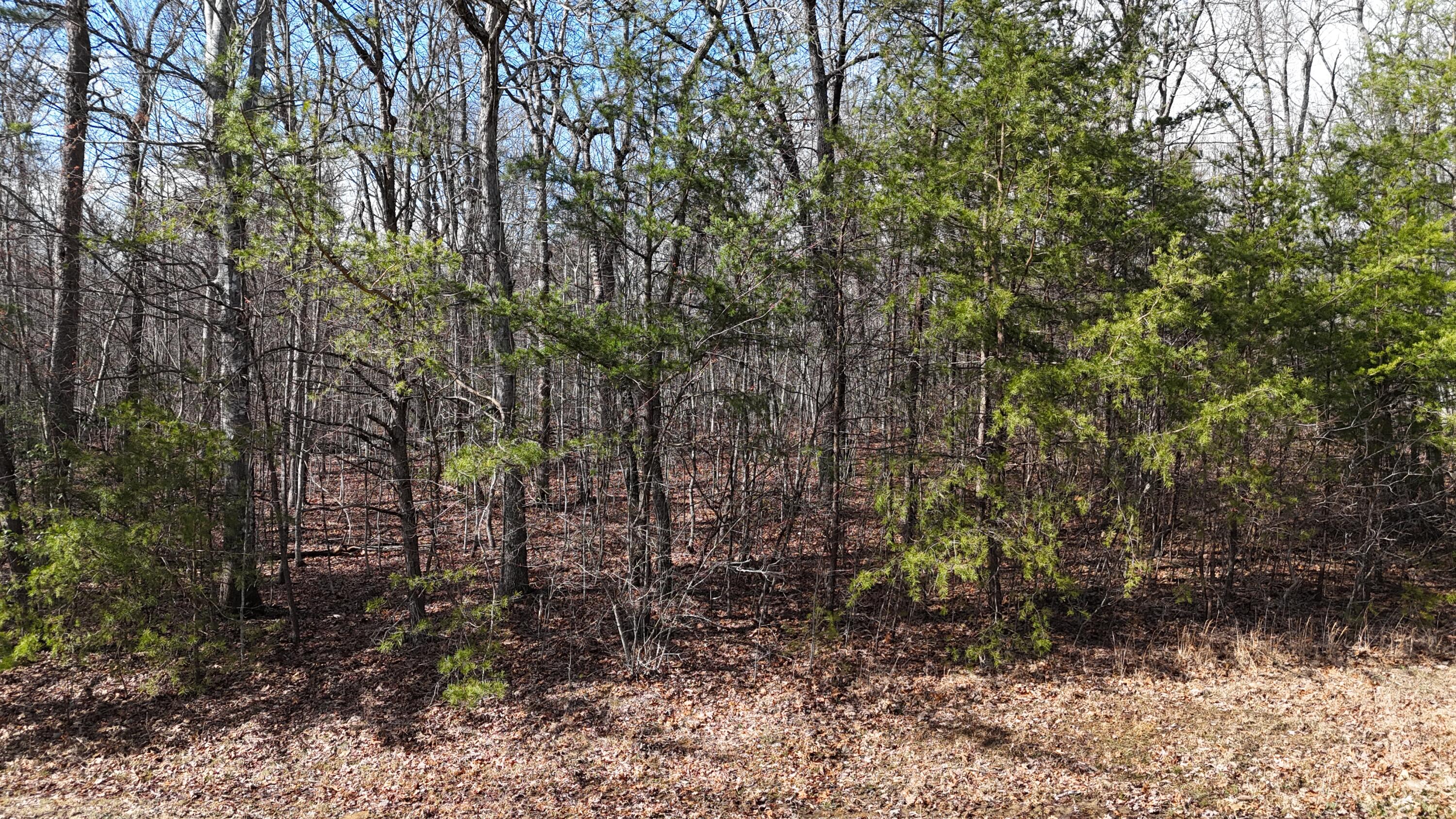 Mountain Laurel Road, Pikeville, Tennessee image 5