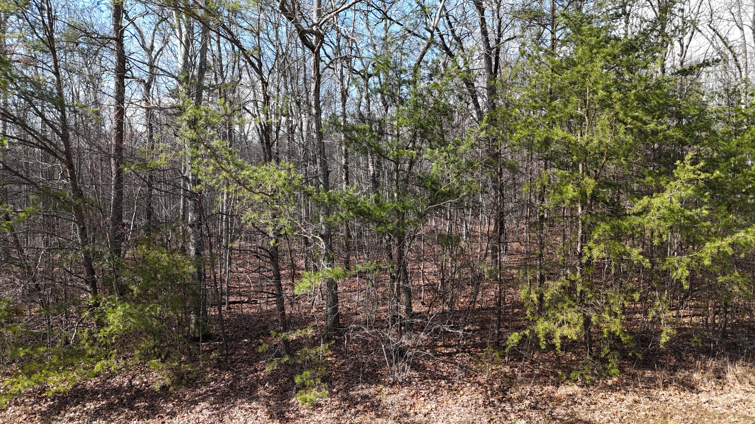Mountain Laurel Road, Pikeville, Tennessee image 3