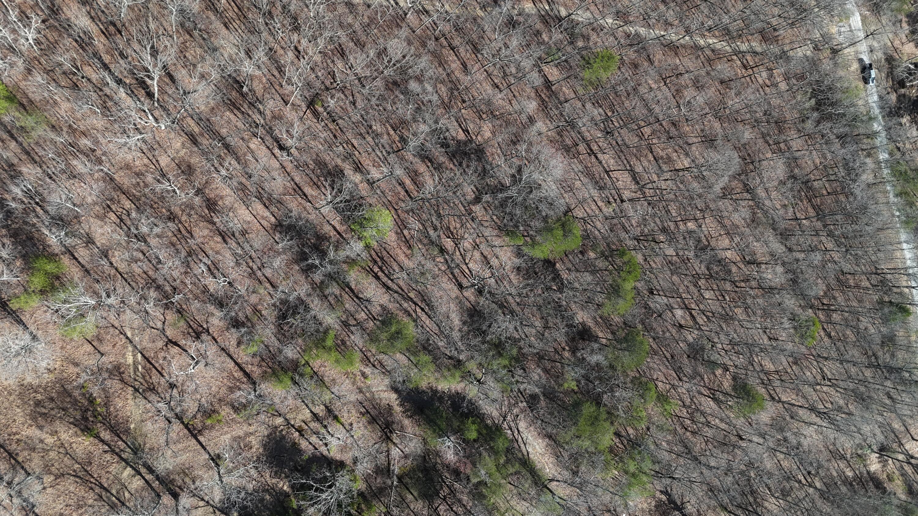 Mountain Laurel Road, Pikeville, Tennessee image 12